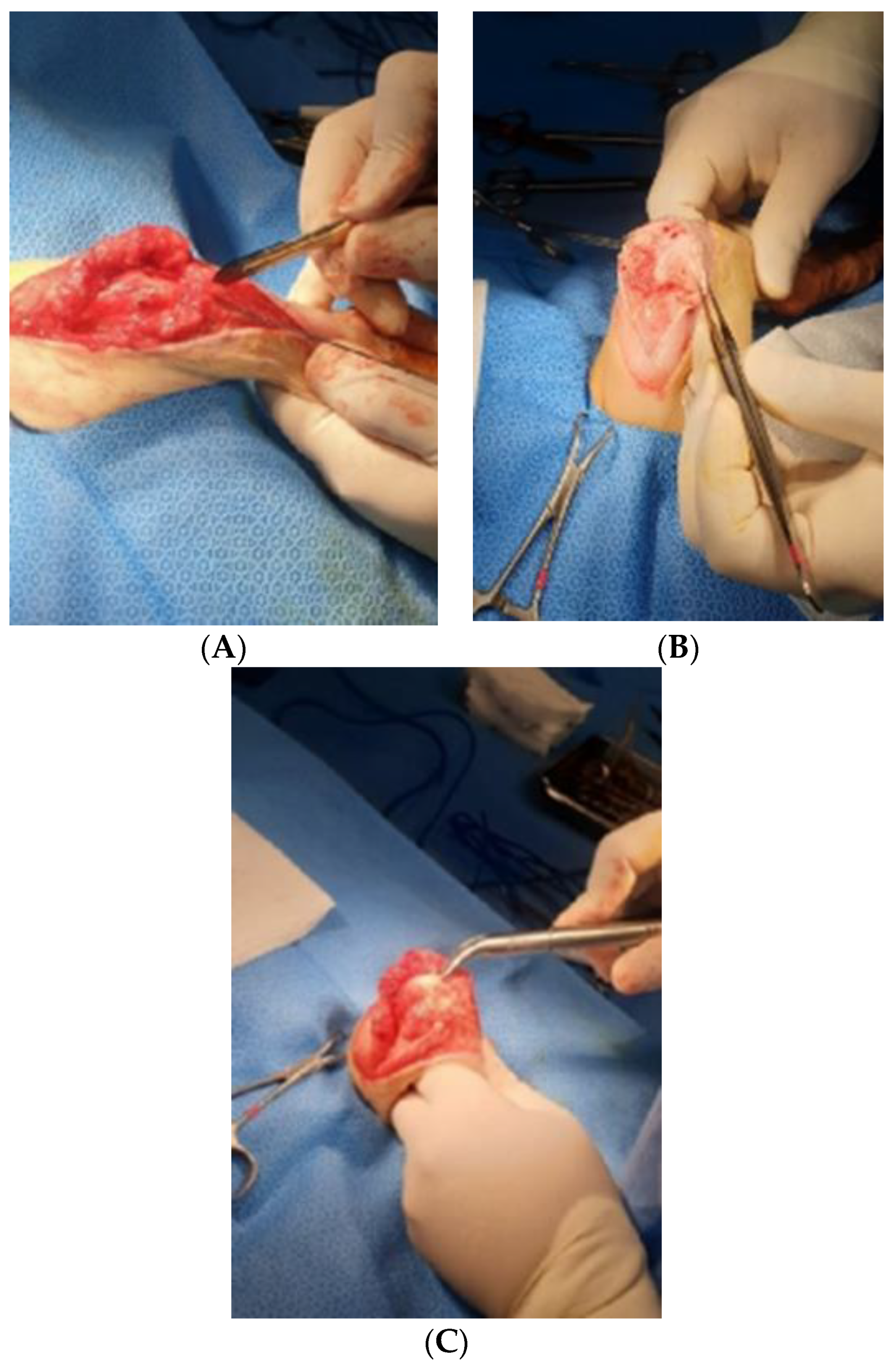 Vetsci 10 00407 g003