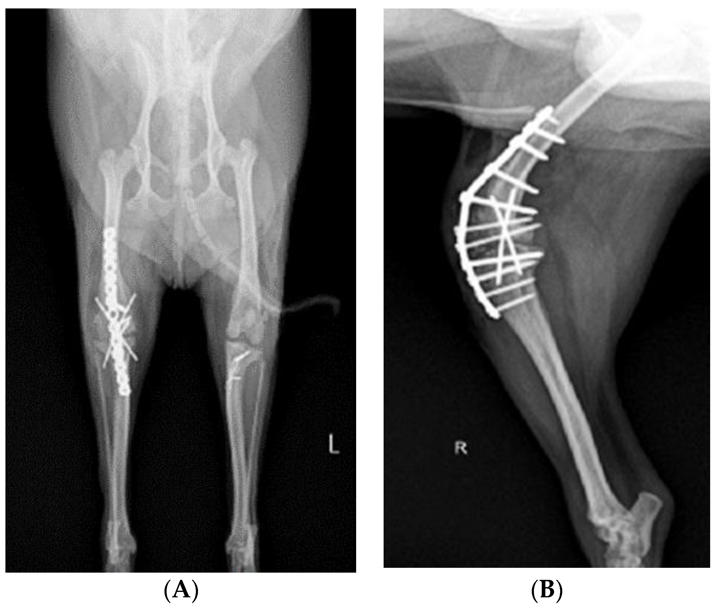 Vetsci 10 00407 g004a