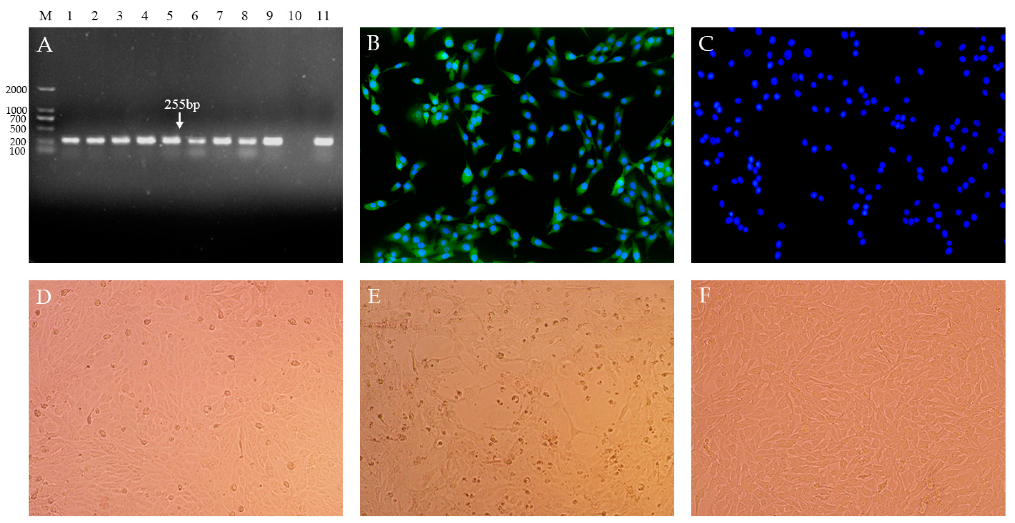 Vetsci 10 00413 g001 Vetsci 10 00413 g001