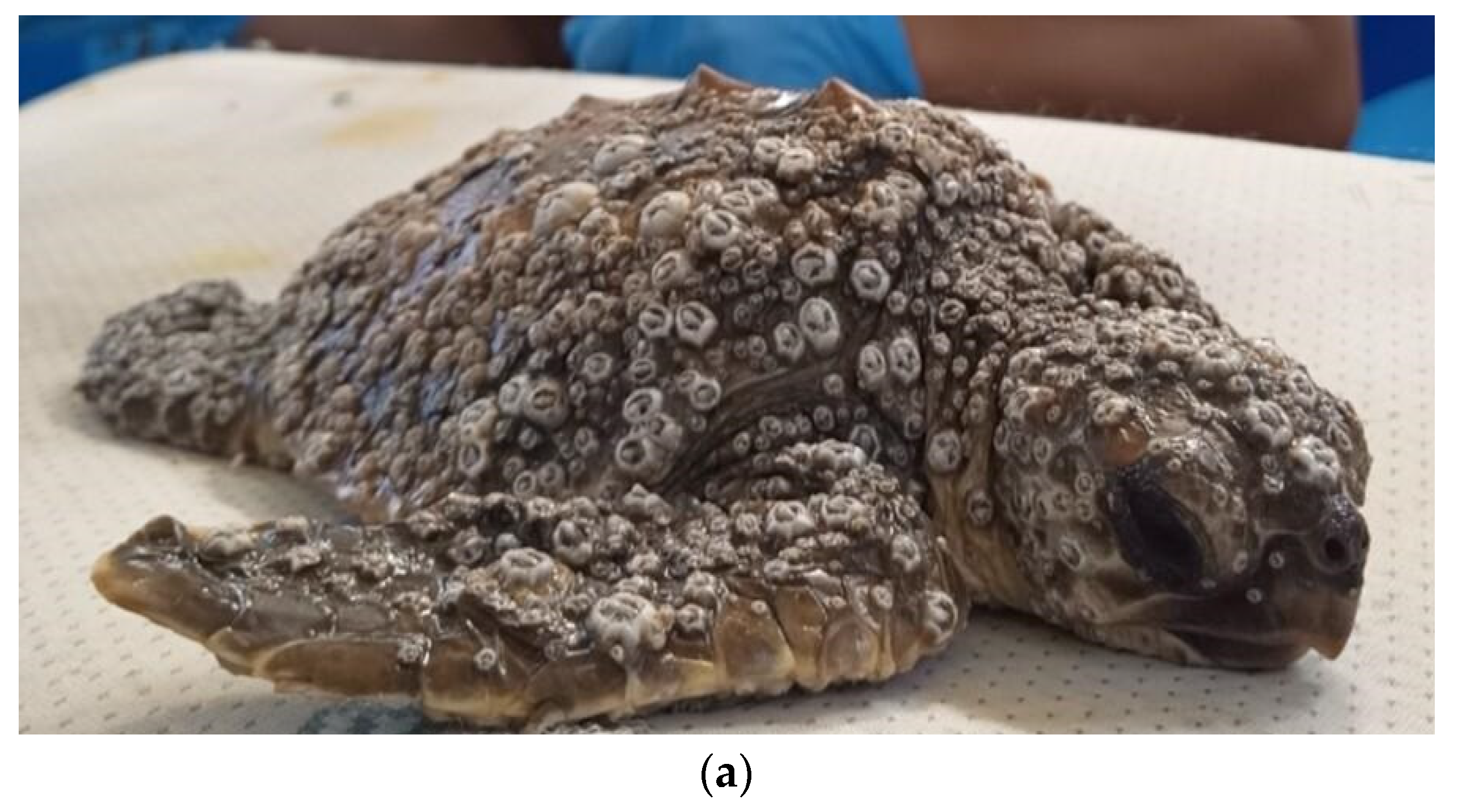 Vetsci 10 00427 g002a Vetsci 10 00427 g002a