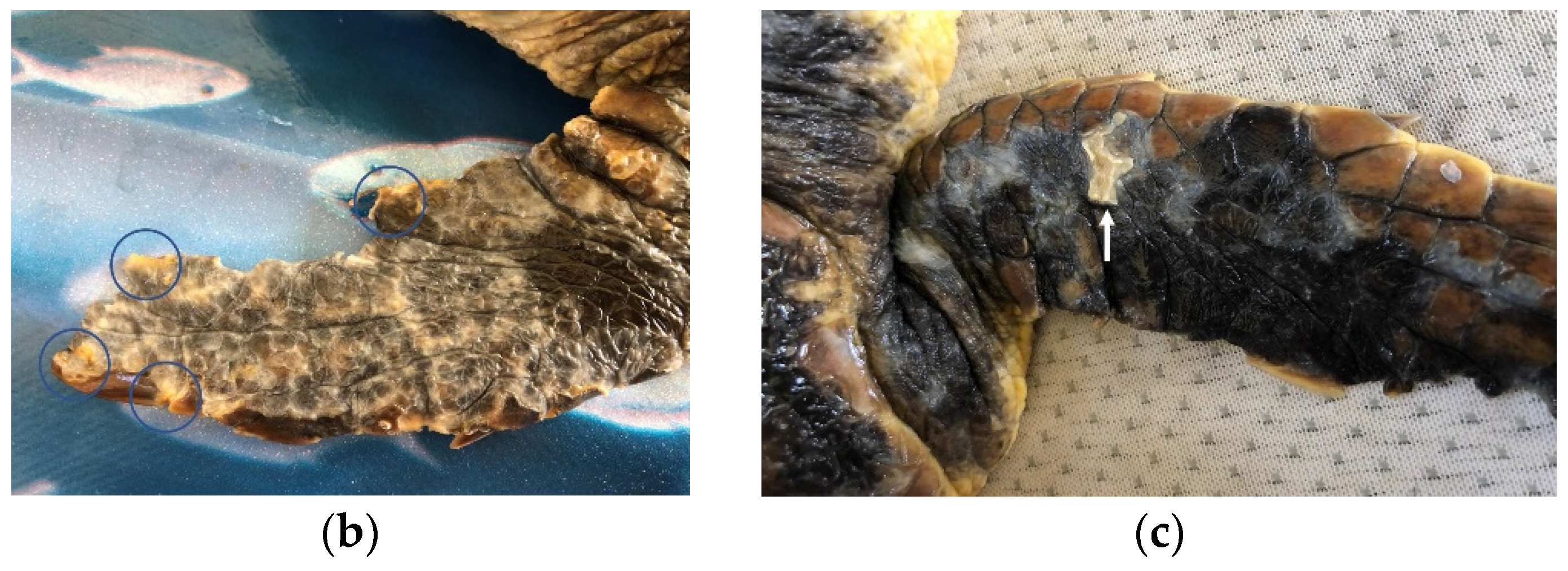 Vetsci 10 00427 g002b Vetsci 10 00427 g002b