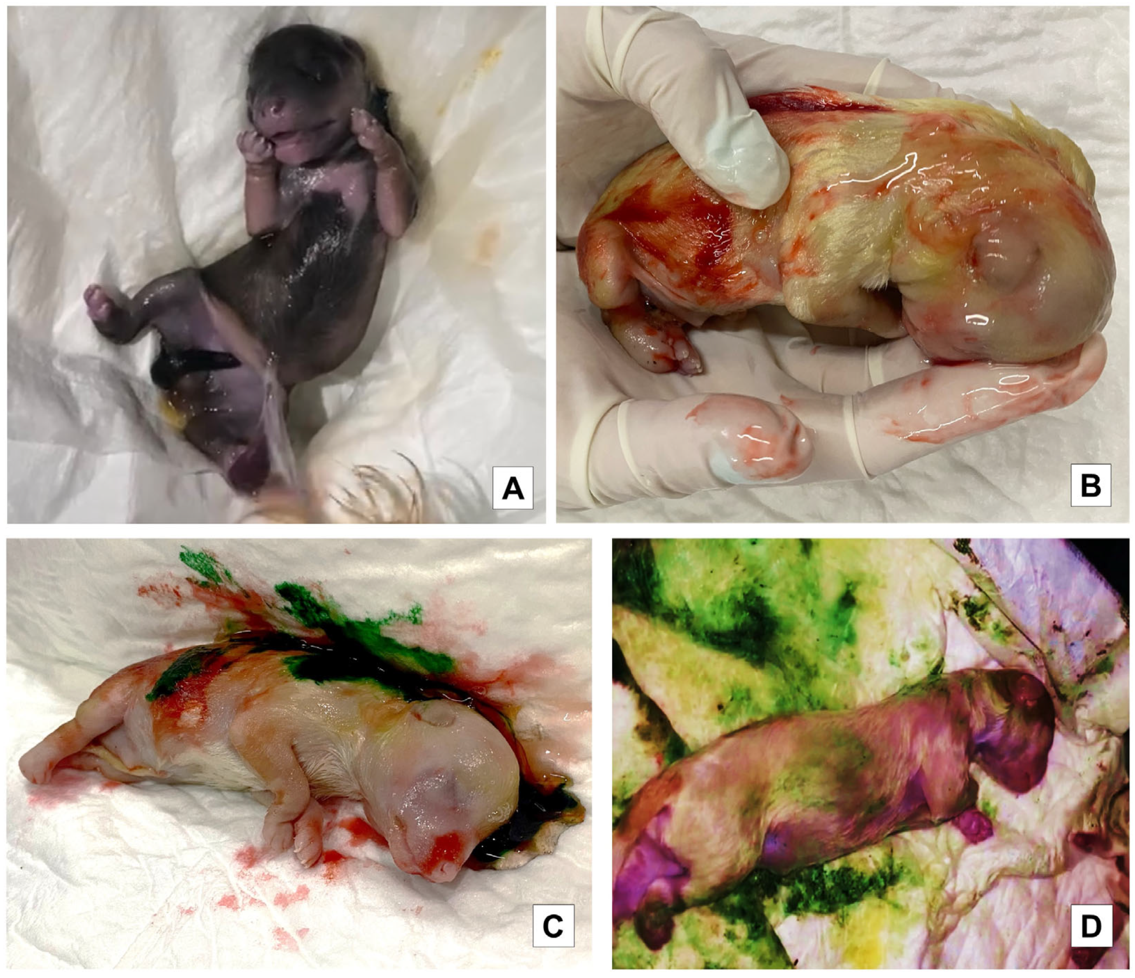 Vetsci 10 00453 g001