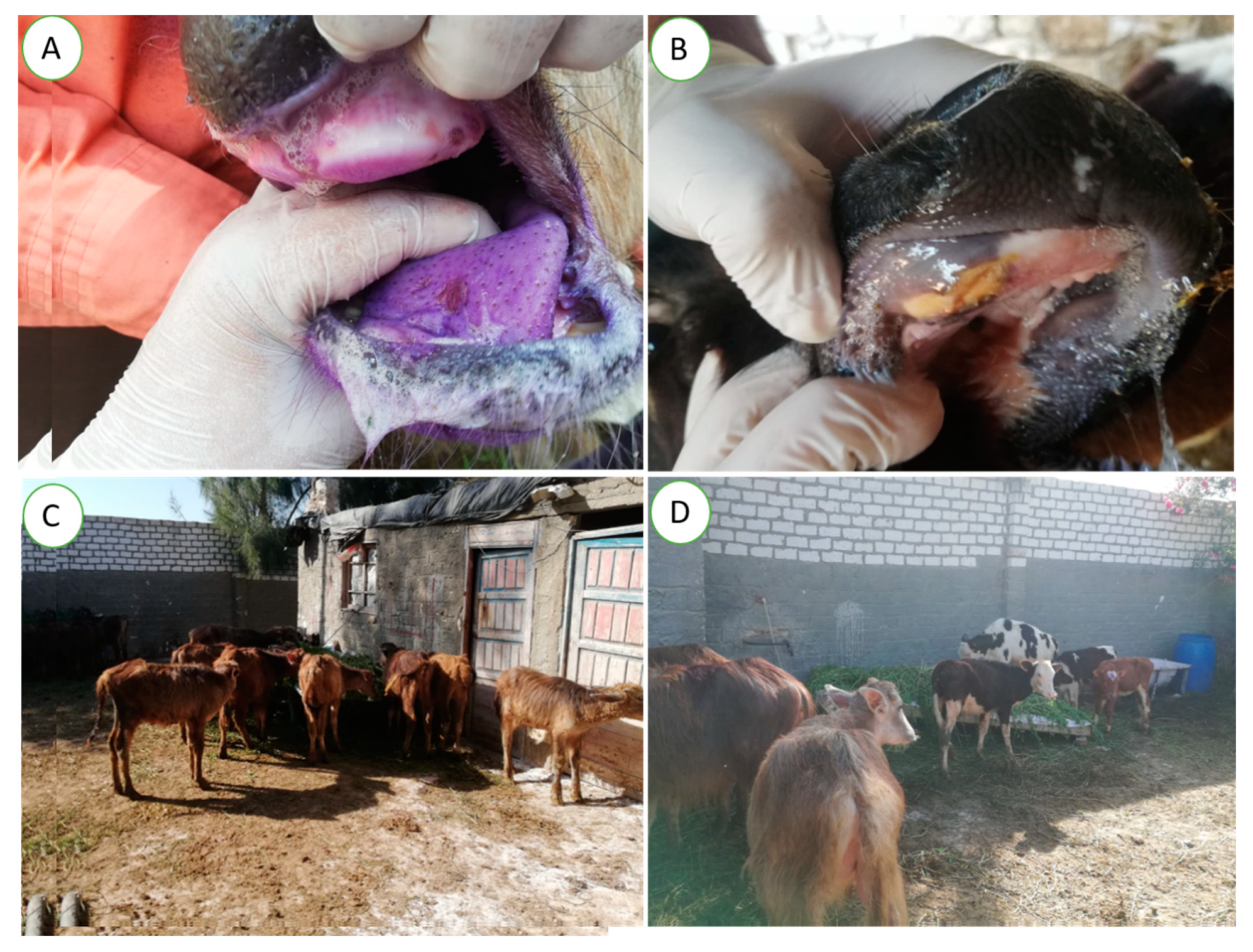 Vetsci 10 00488 g001