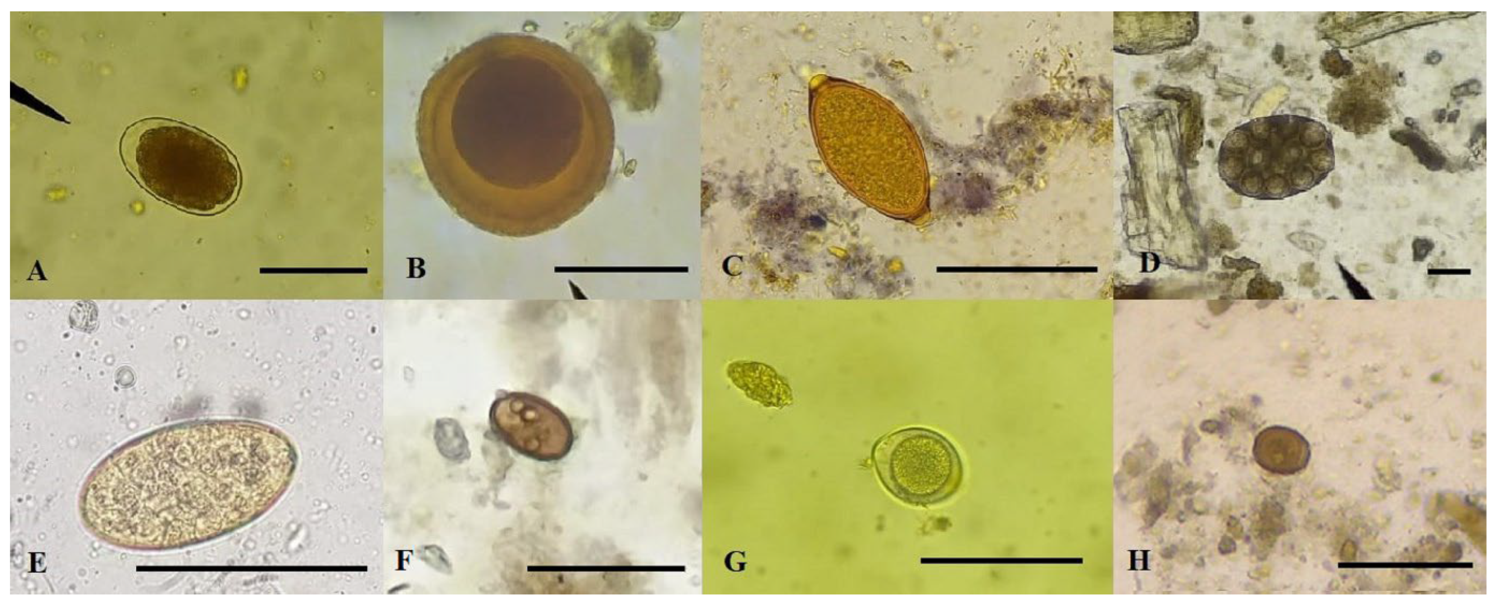 Vetsci 10 00492 g001 Vetsci 10 00492 g001