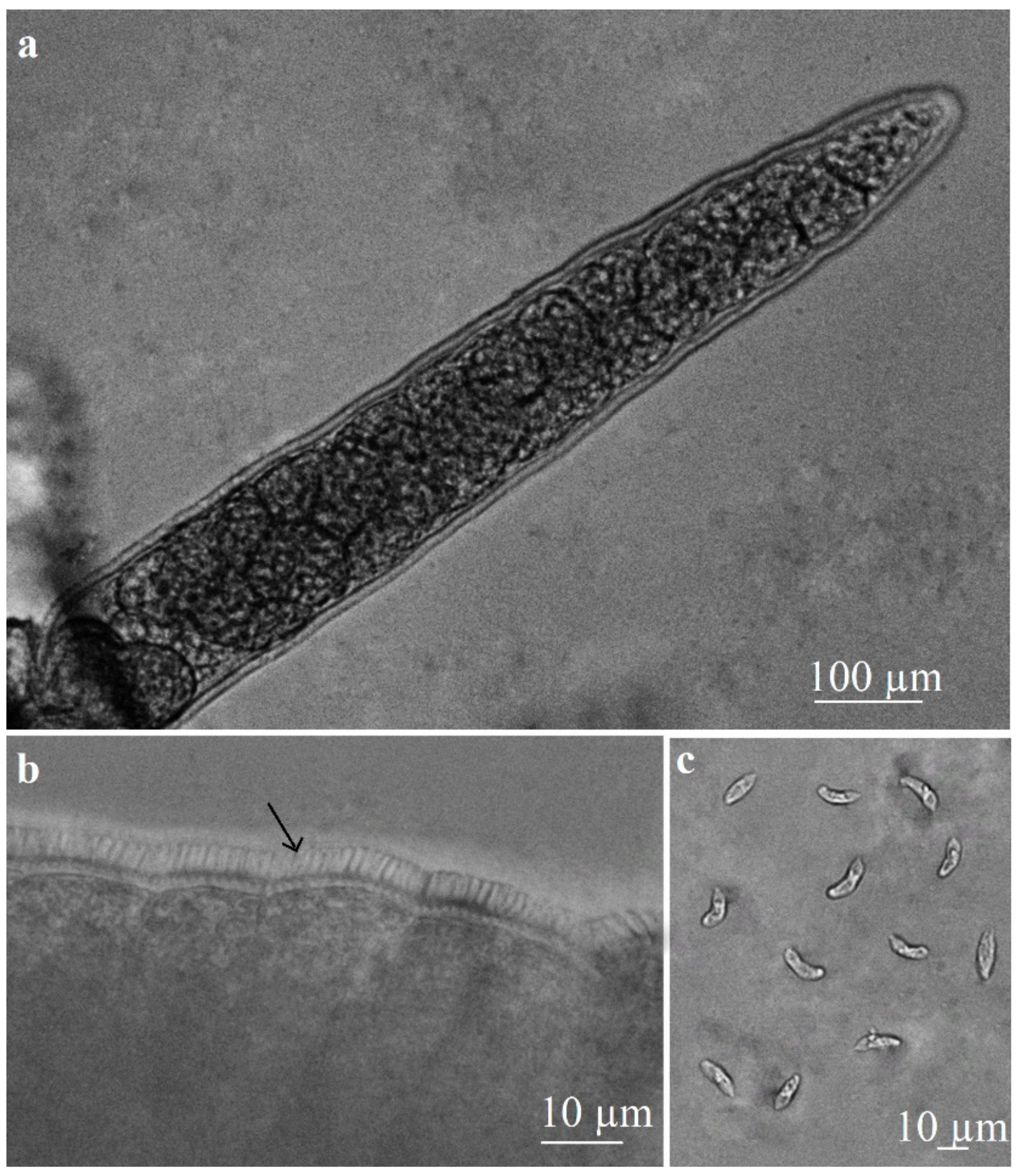 Vetsci 10 00520 g001 Vetsci 10 00520 g001