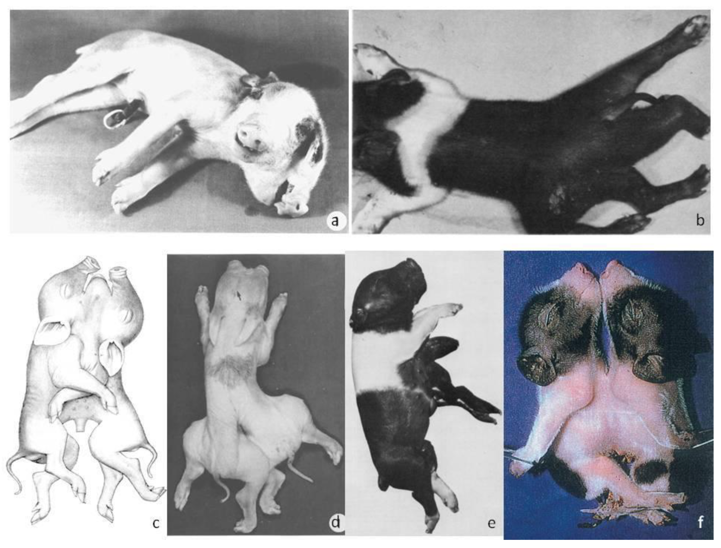 Vetsci 10 00534 g001 Vetsci 10 00534 g001