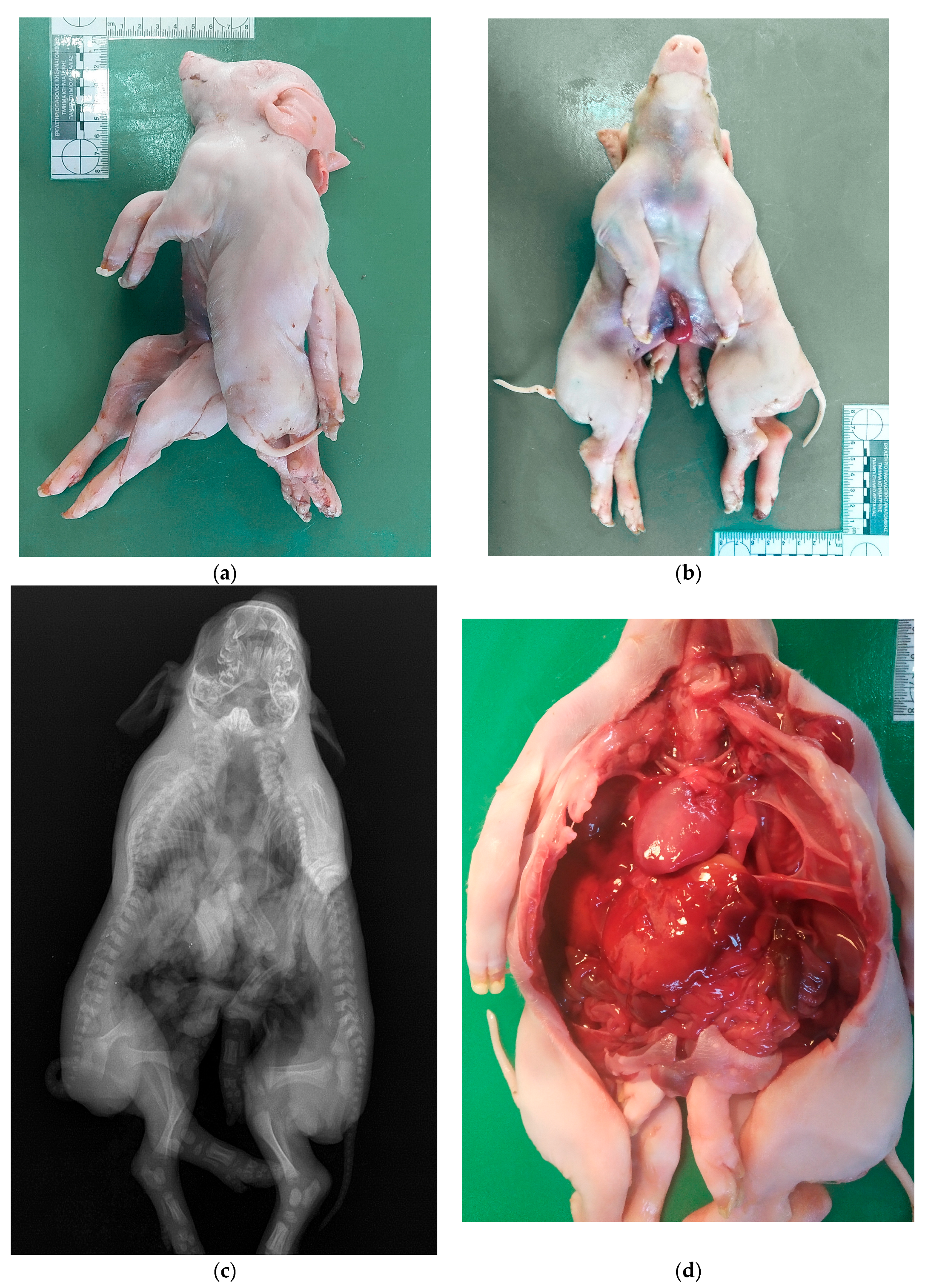 Vetsci 10 00534 g003 Vetsci 10 00534 g003