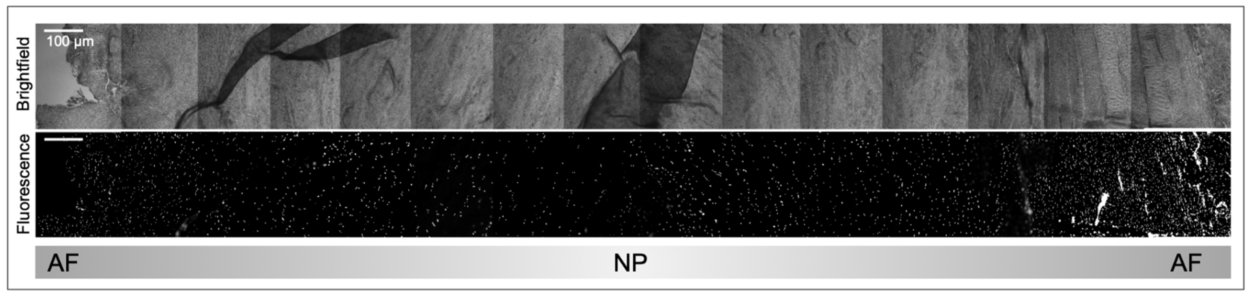 Vetsci 10 00540 g005