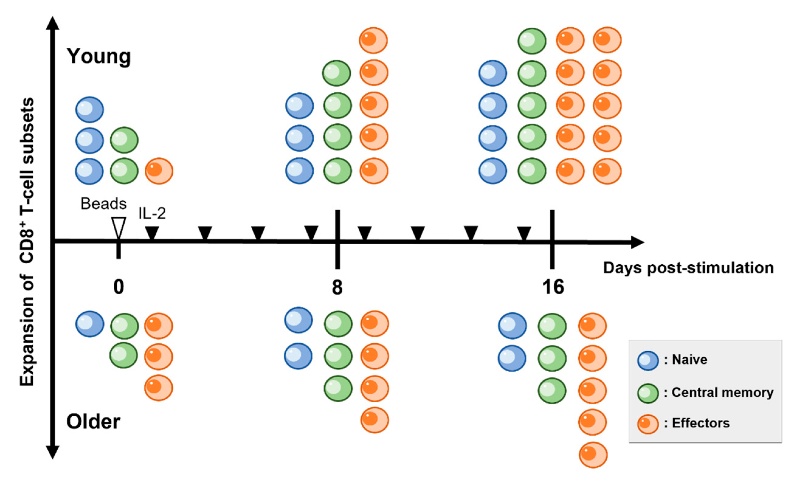 Vetsci 10 00541 g006