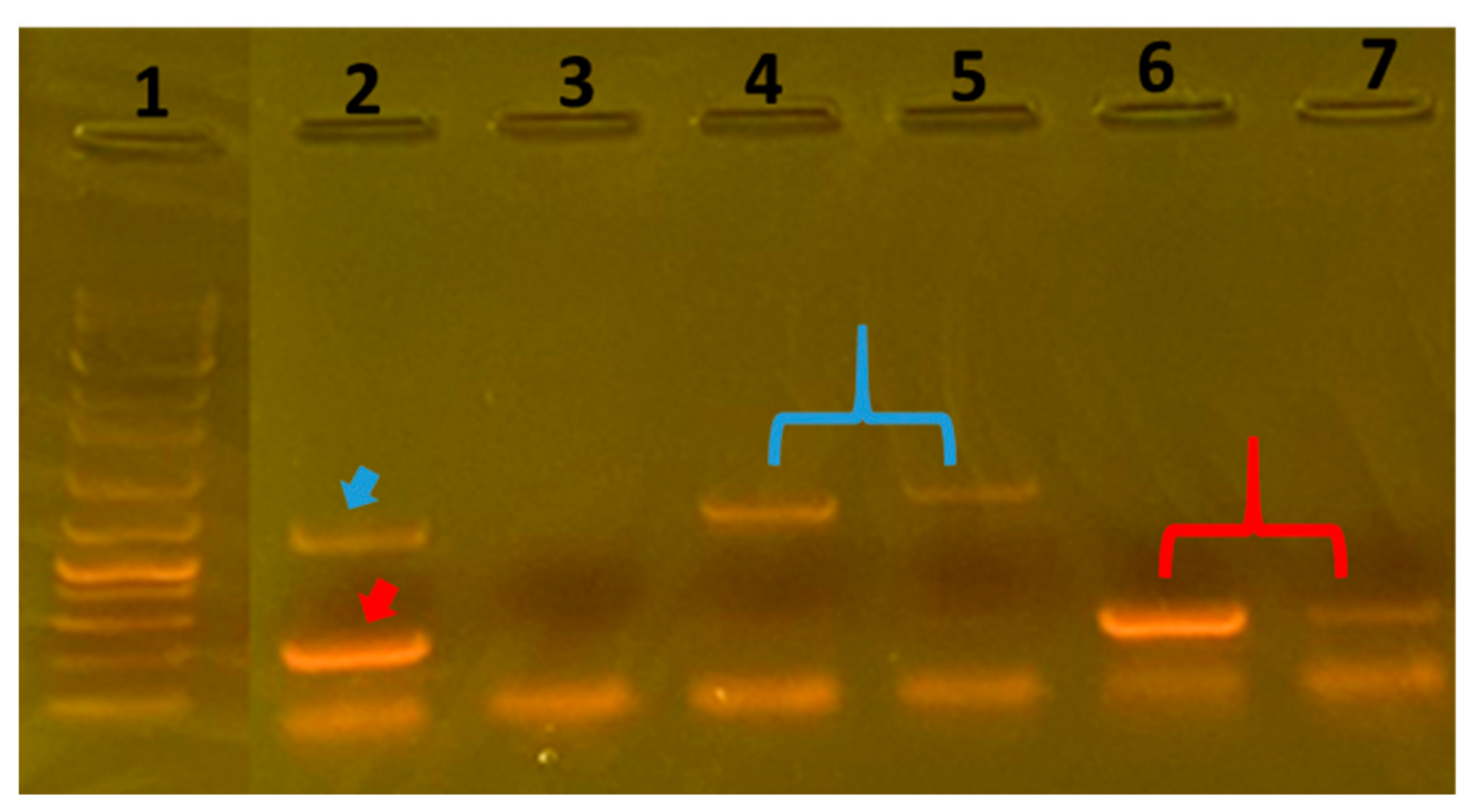Vetsci 10 00563 g001 Vetsci 10 00563 g001