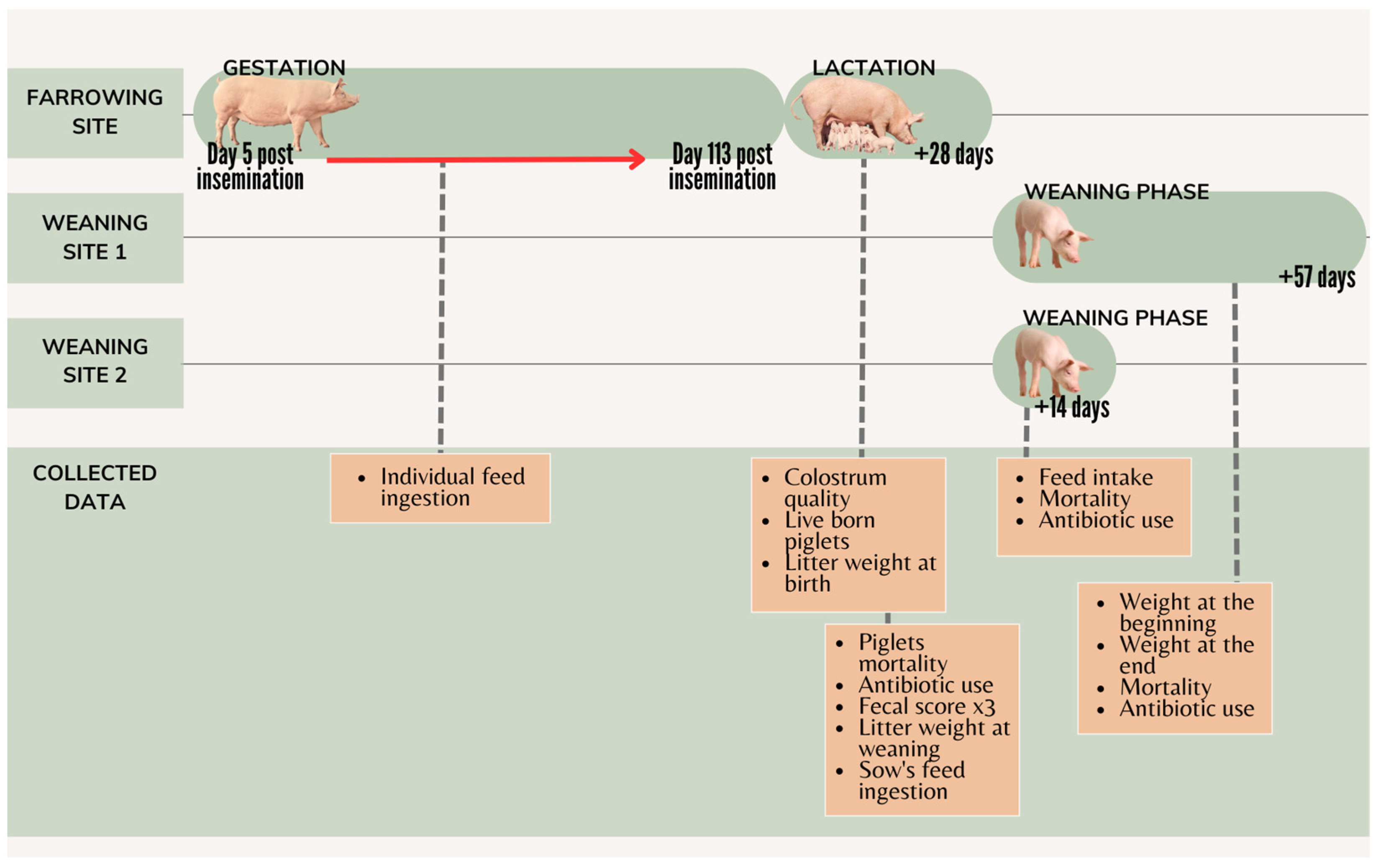 Vetsci 10 00576 g001