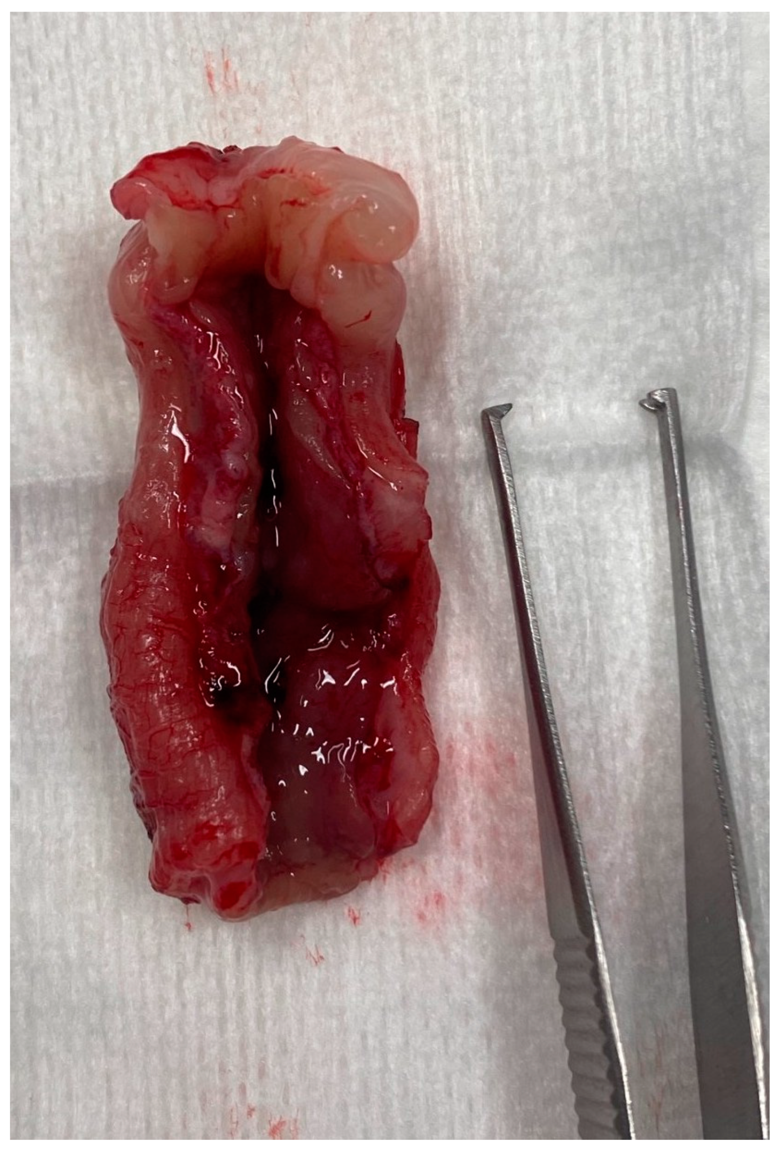 Vetsci 10 00577 g009