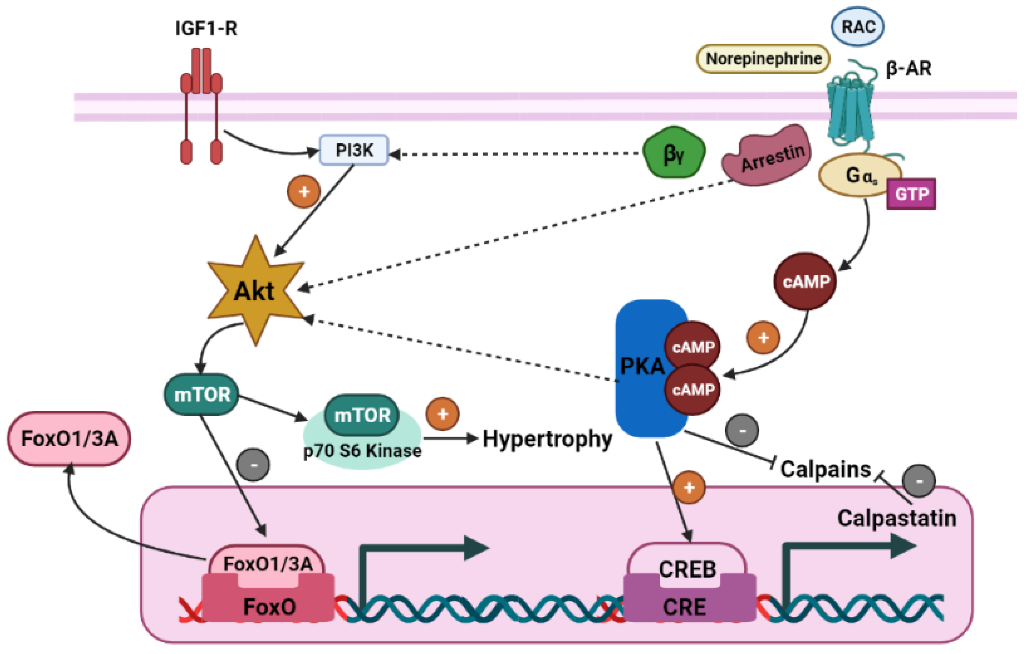 Vetsci 10 00579 g003 Vetsci 10 00579 g003