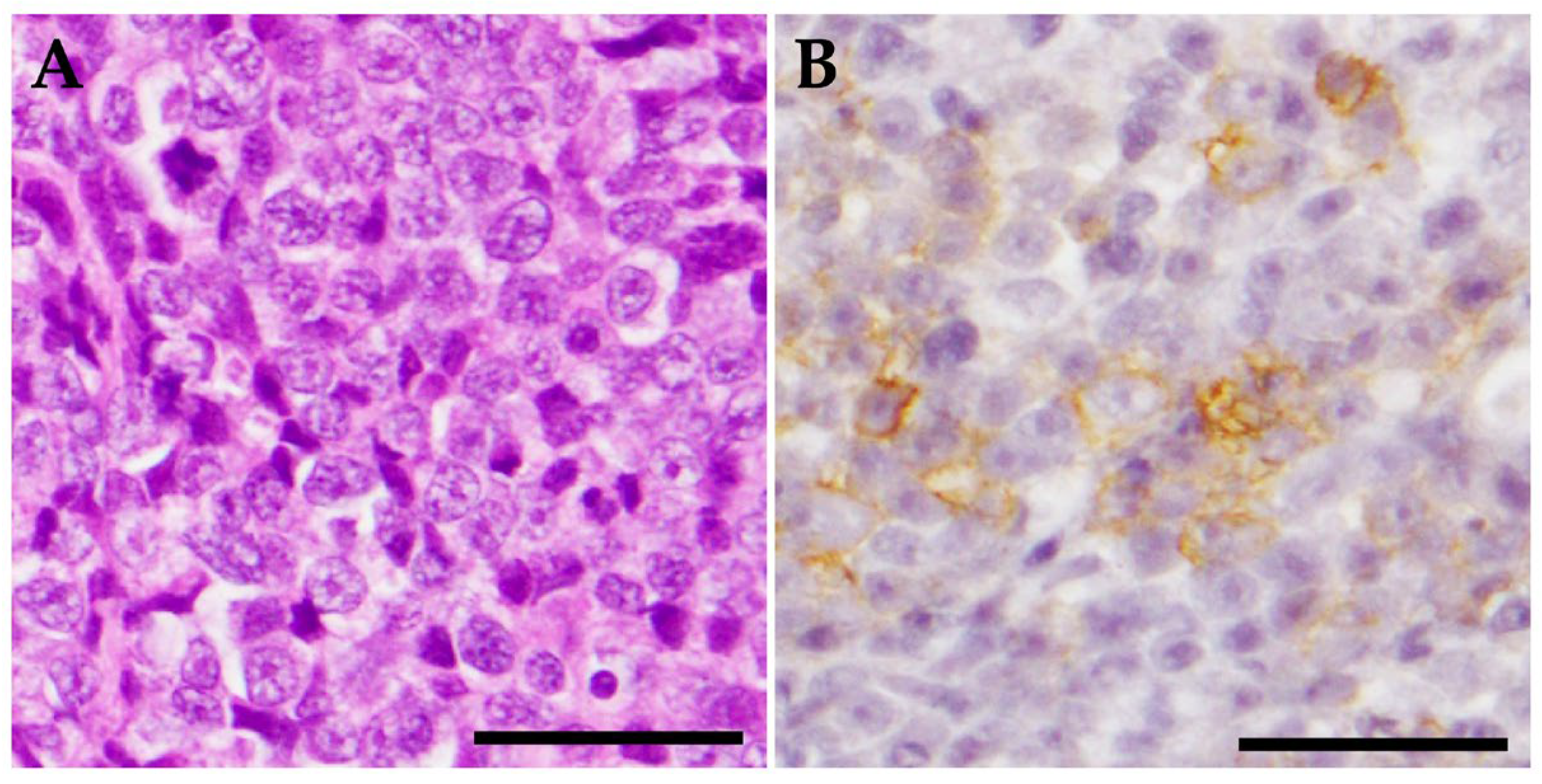 Vetsci 10 00585 g002 Vetsci 10 00585 g002
