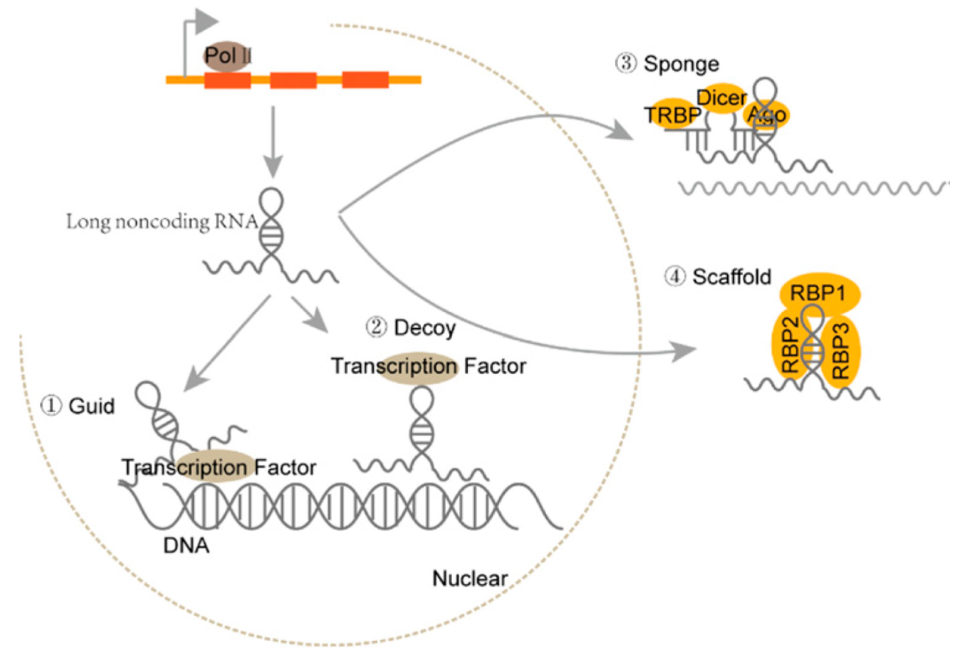 Vetsci 10 00637 g001