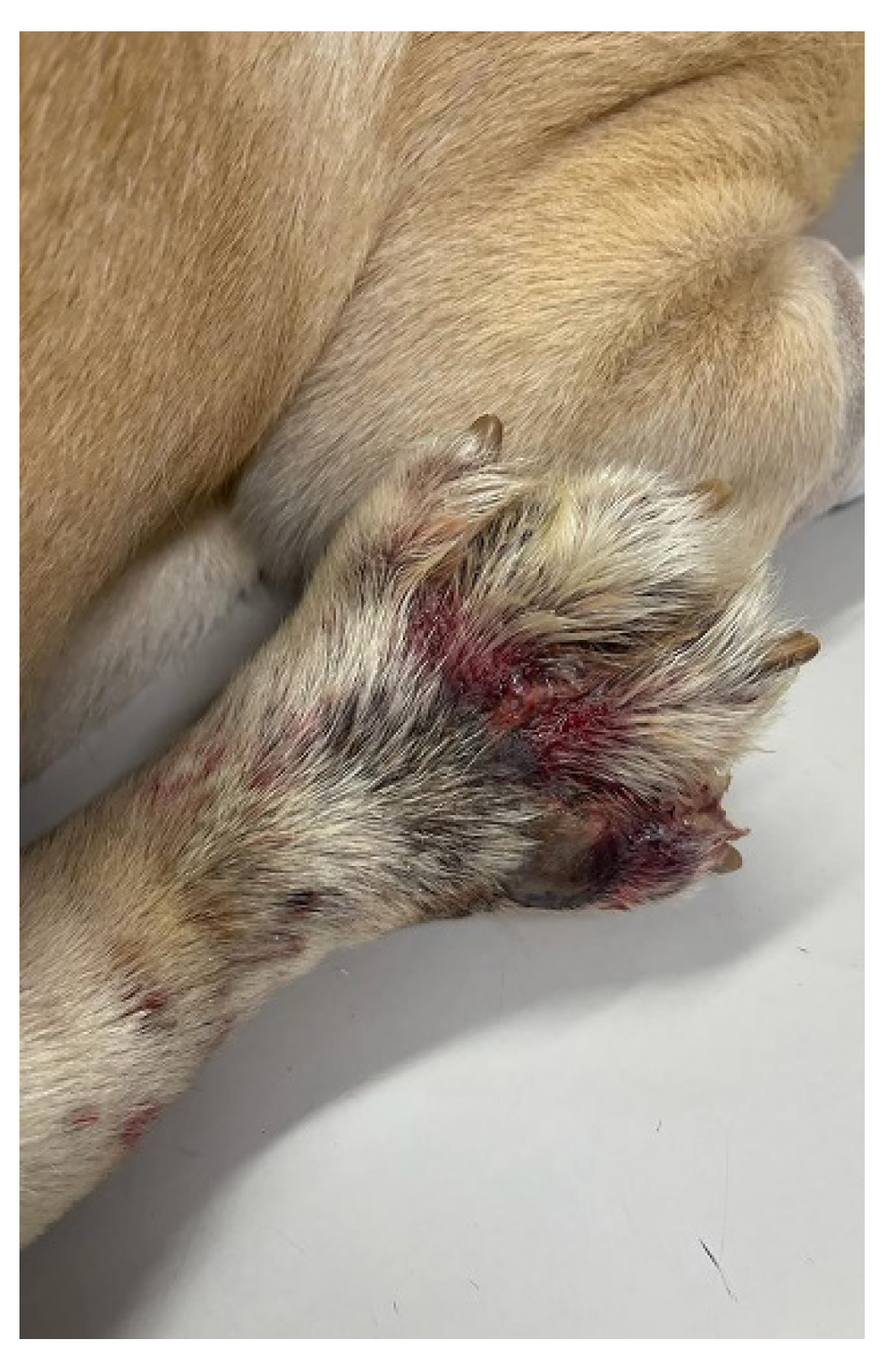 Vetsci 10 00642 g001