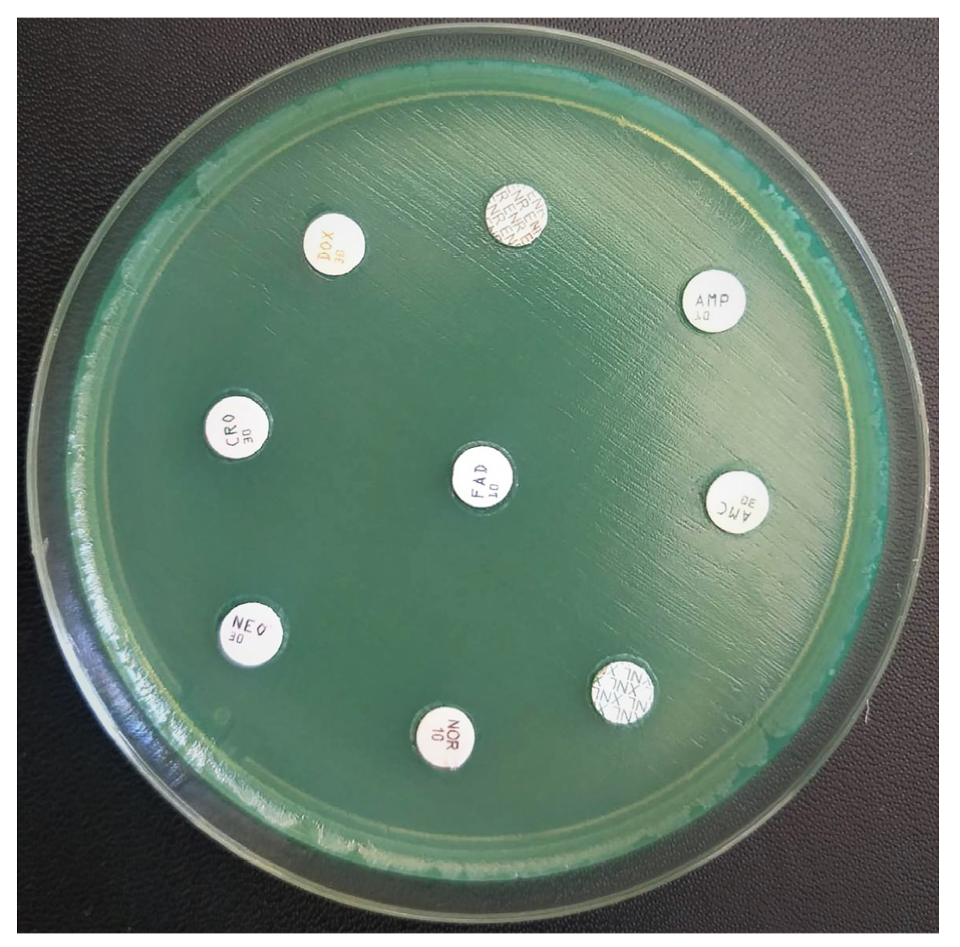 Vetsci 10 00642 g004
