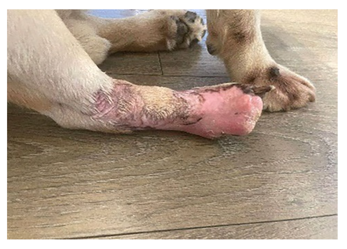 Vetsci 10 00642 g010