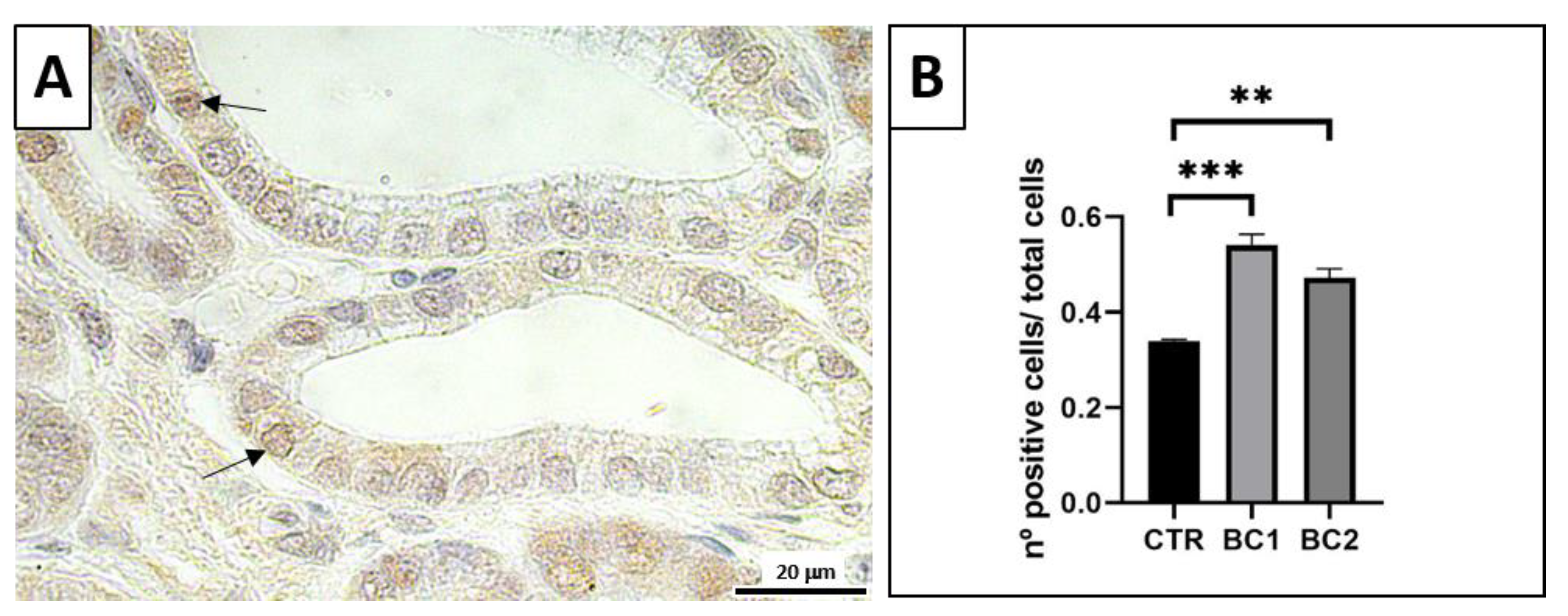 Vetsci 10 00657 g005