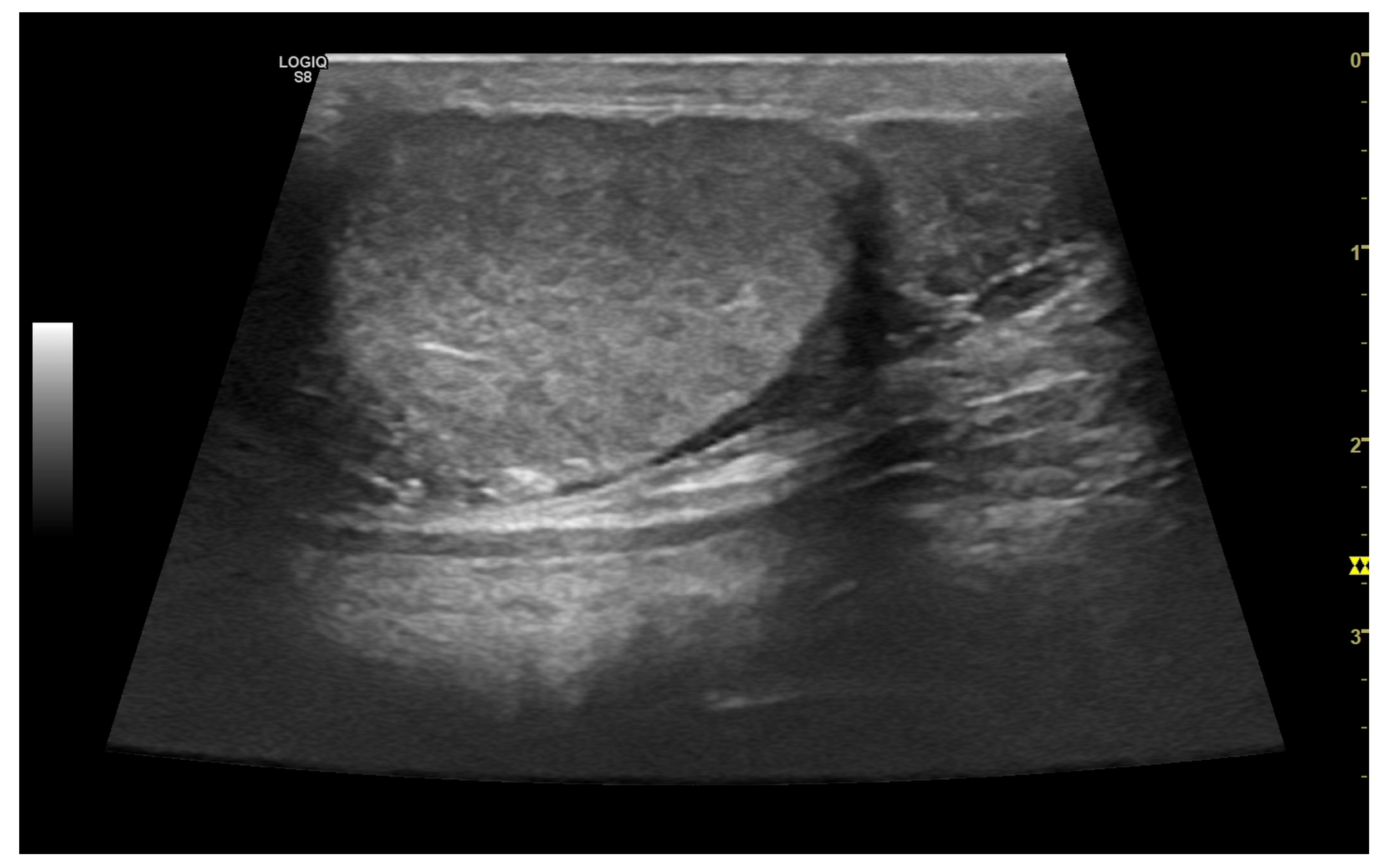 Vetsci 10 00683 g002