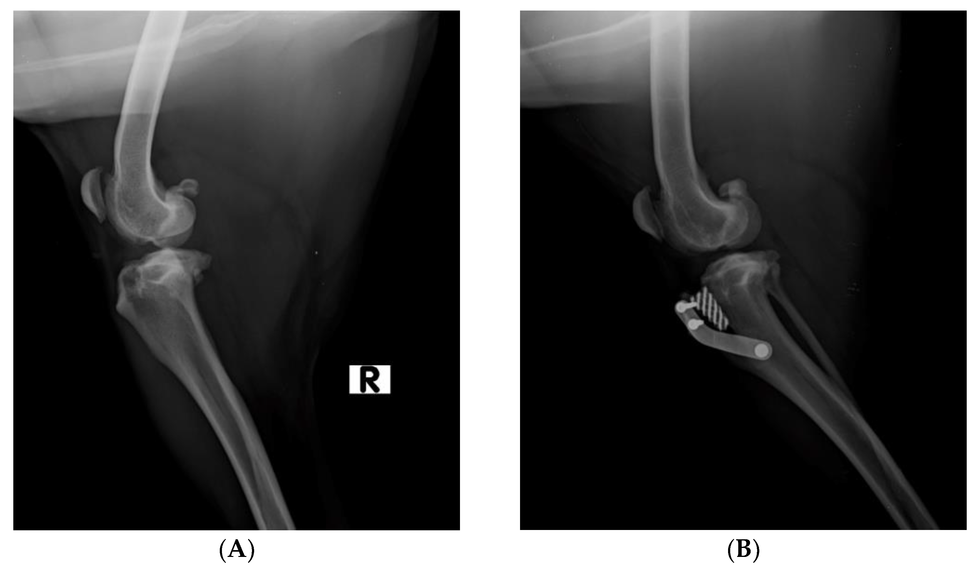 Vetsci 10 00696 g001