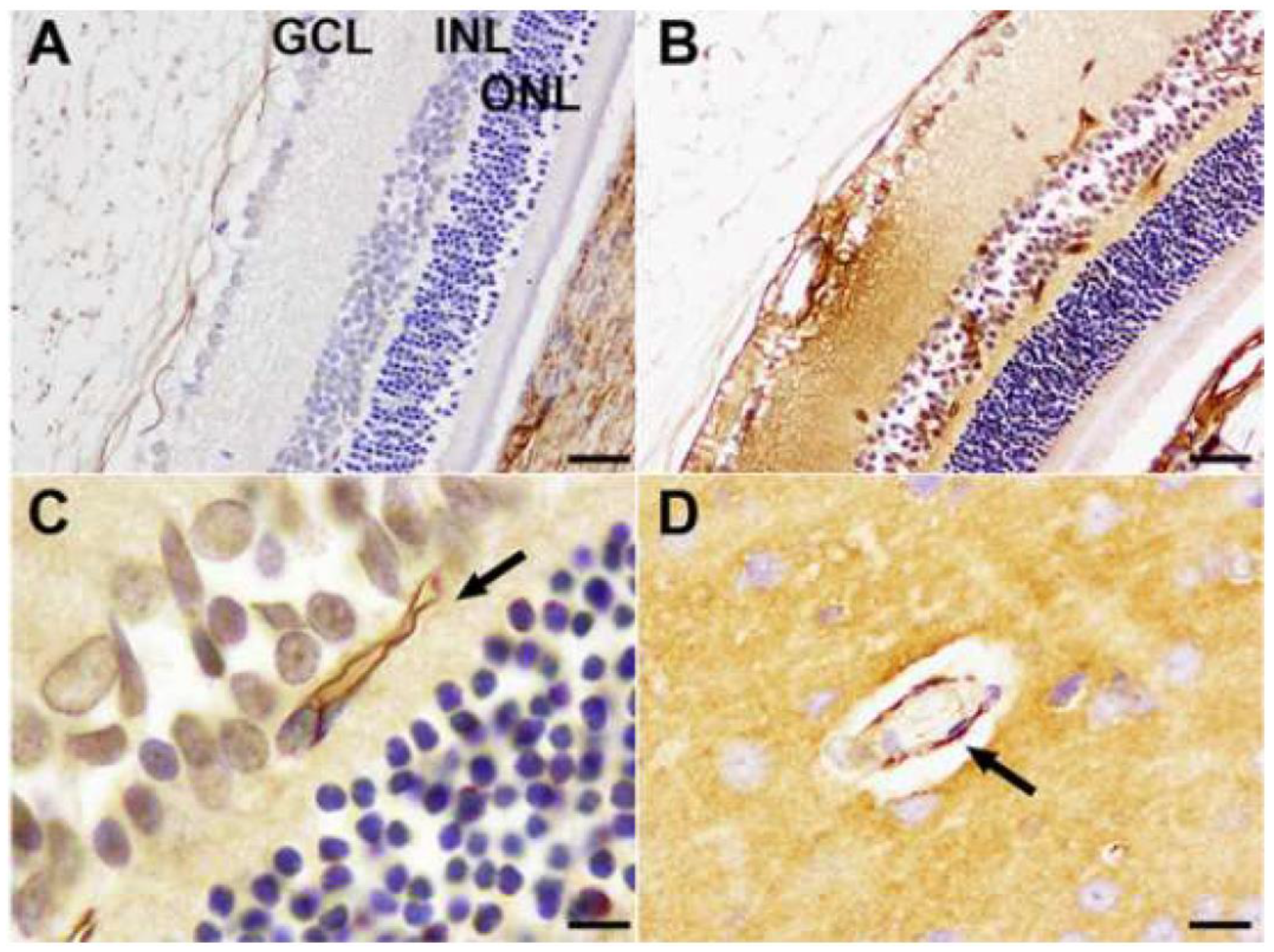 Vetsci 11 00002 g003