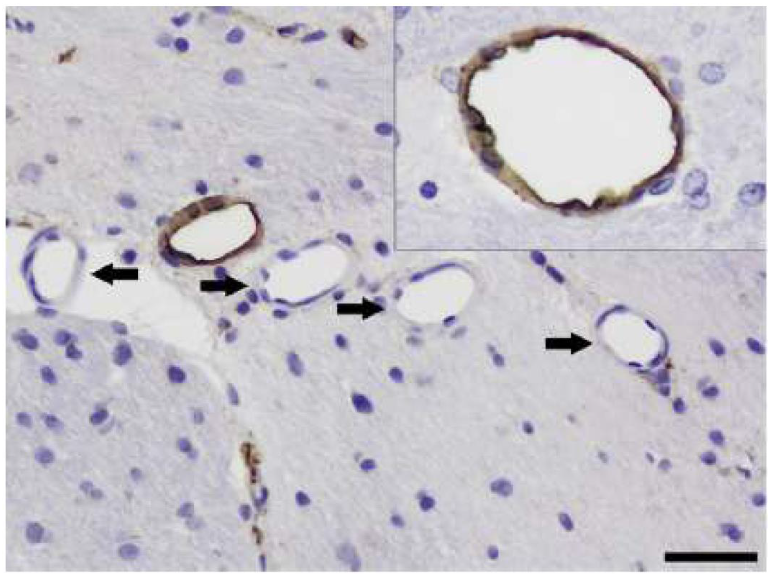 Vetsci 11 00002 g005