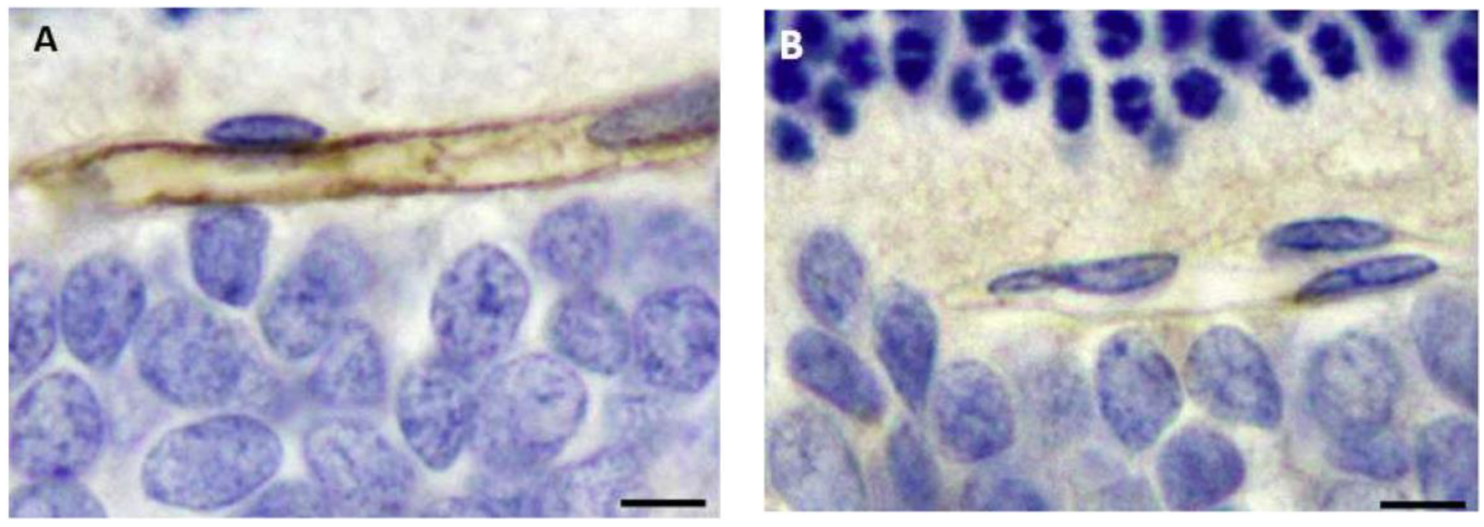 Vetsci 11 00002 g006