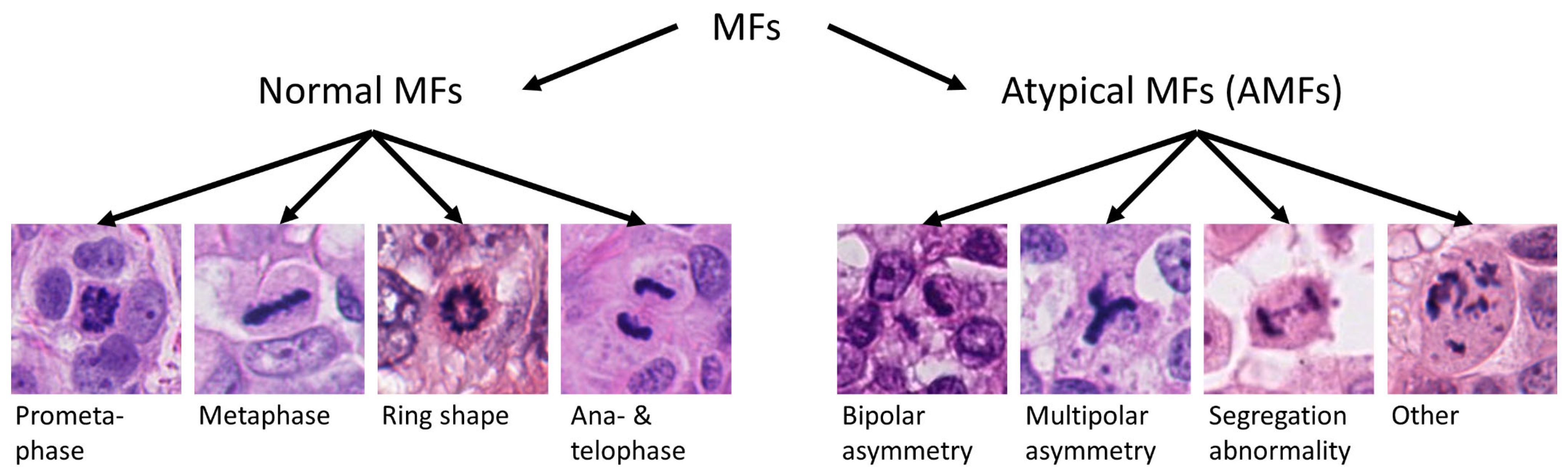 Vetsci 11 00005 g001