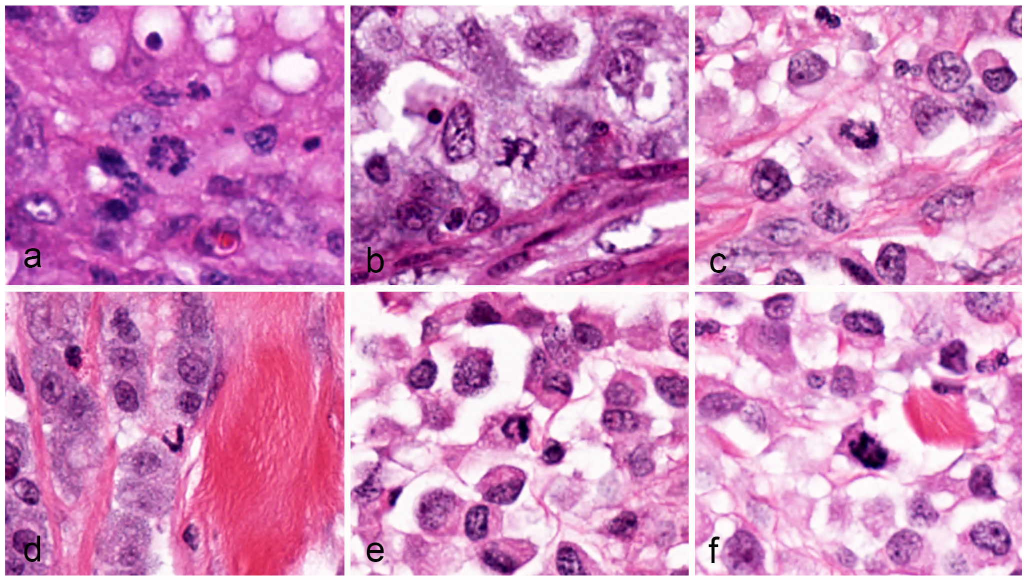 Vetsci 11 00005 g003