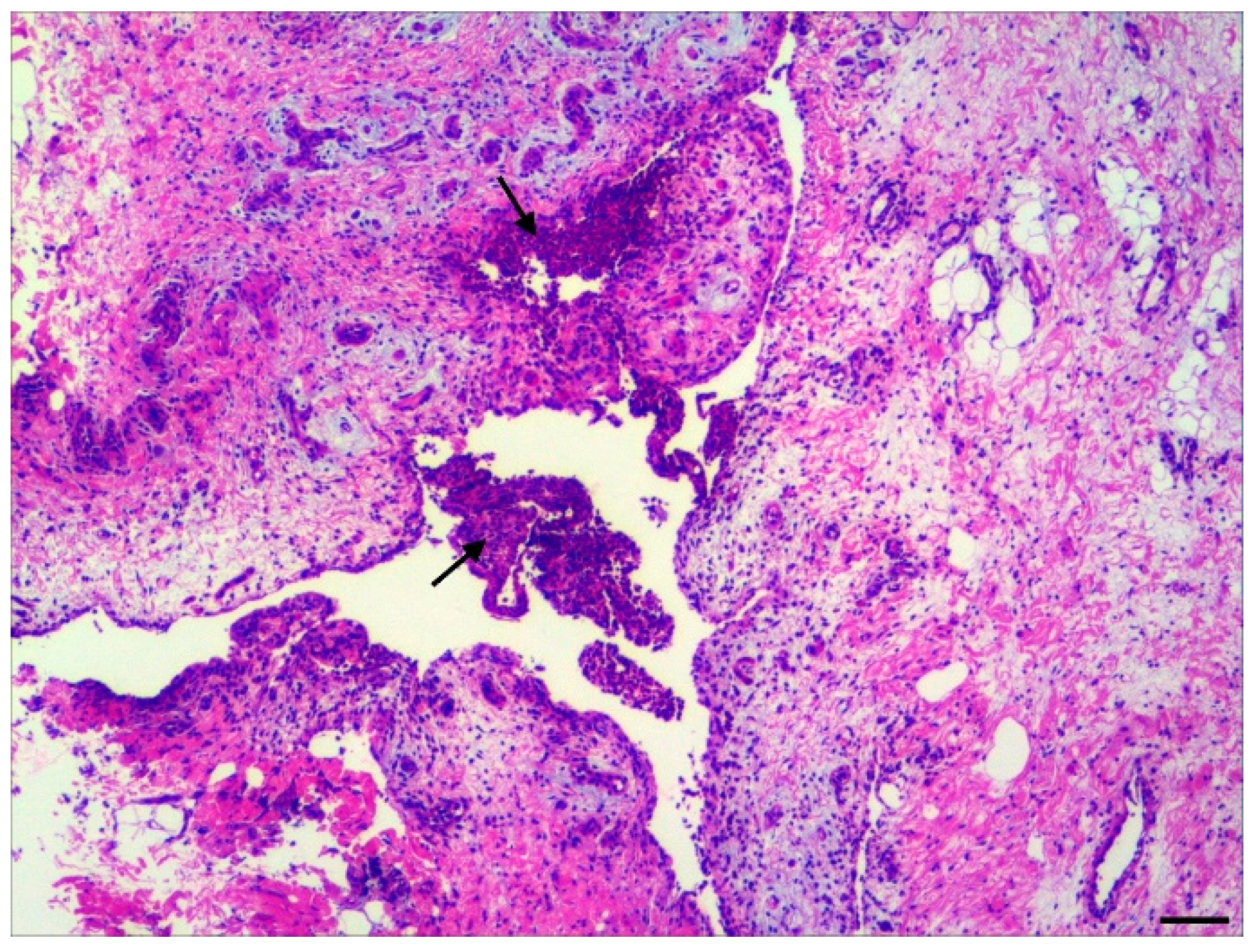 Vetsci 11 00017 g001 Vetsci 11 00017 g001