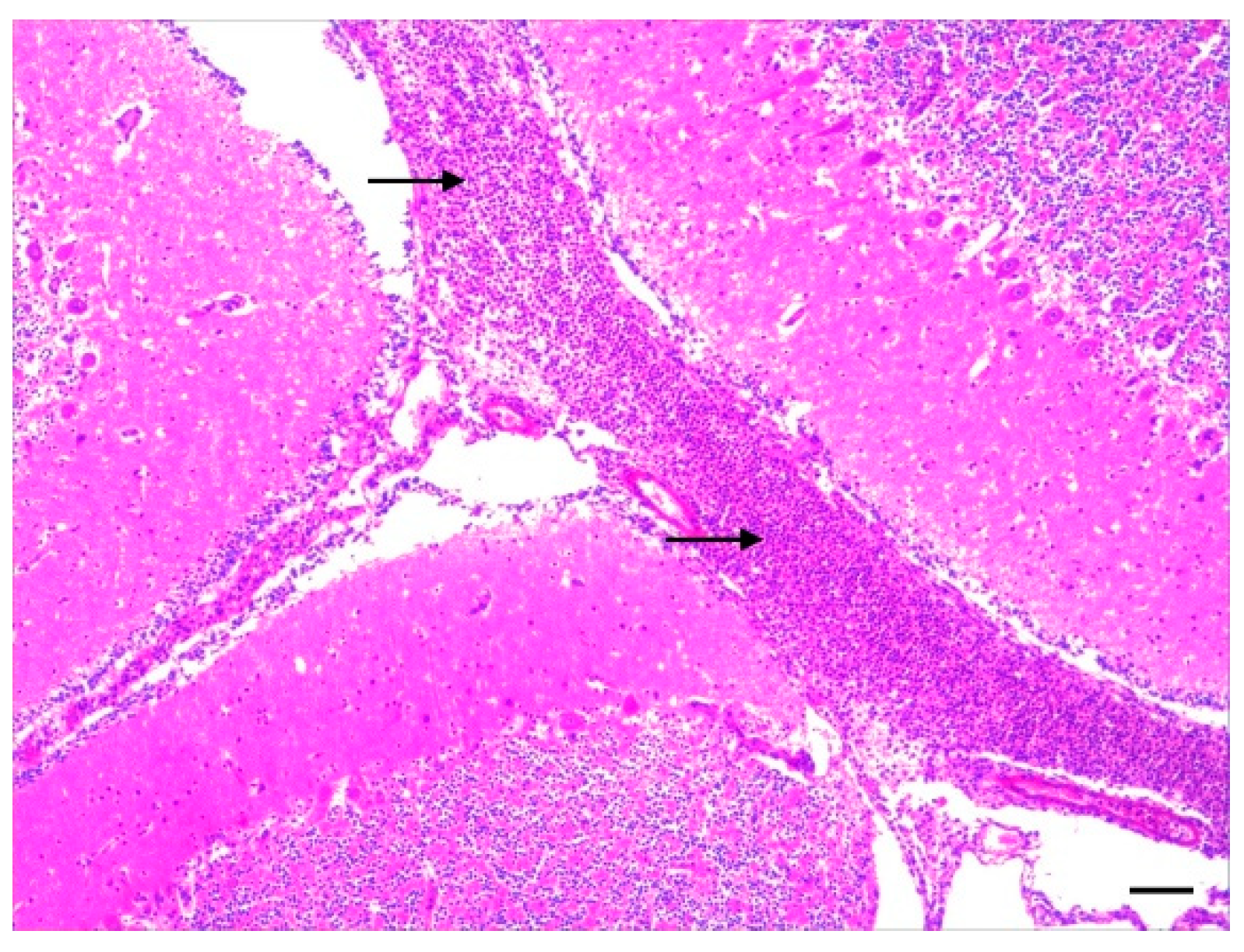 Vetsci 11 00017 g002 Vetsci 11 00017 g002