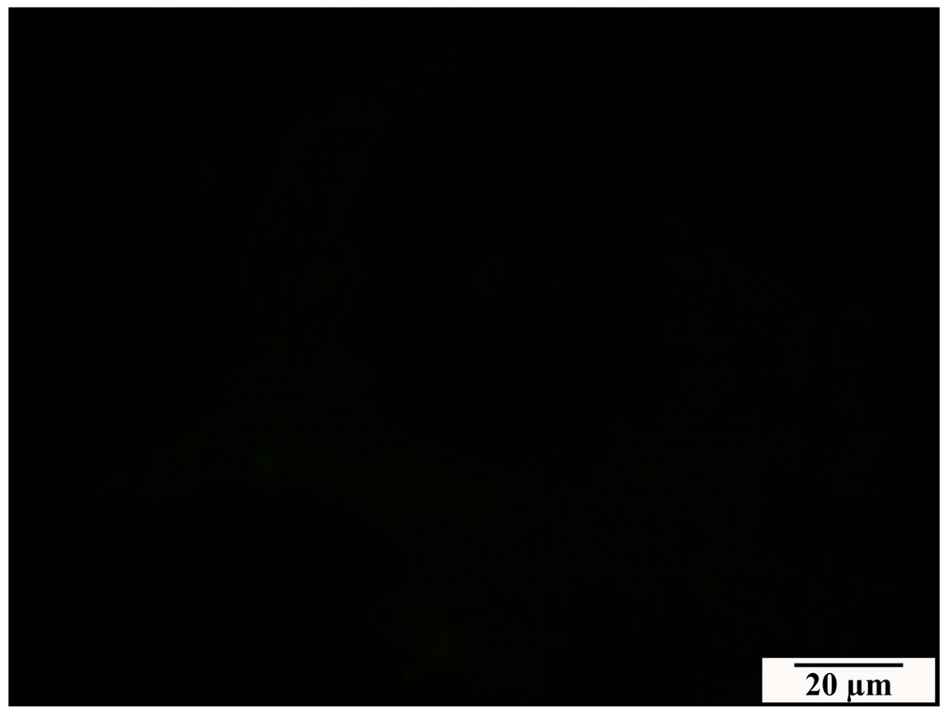 Vetsci 11 00018 g001 Vetsci 11 00018 g001