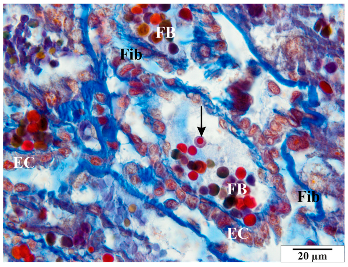 Vetsci 11 00018 g004 Vetsci 11 00018 g004
