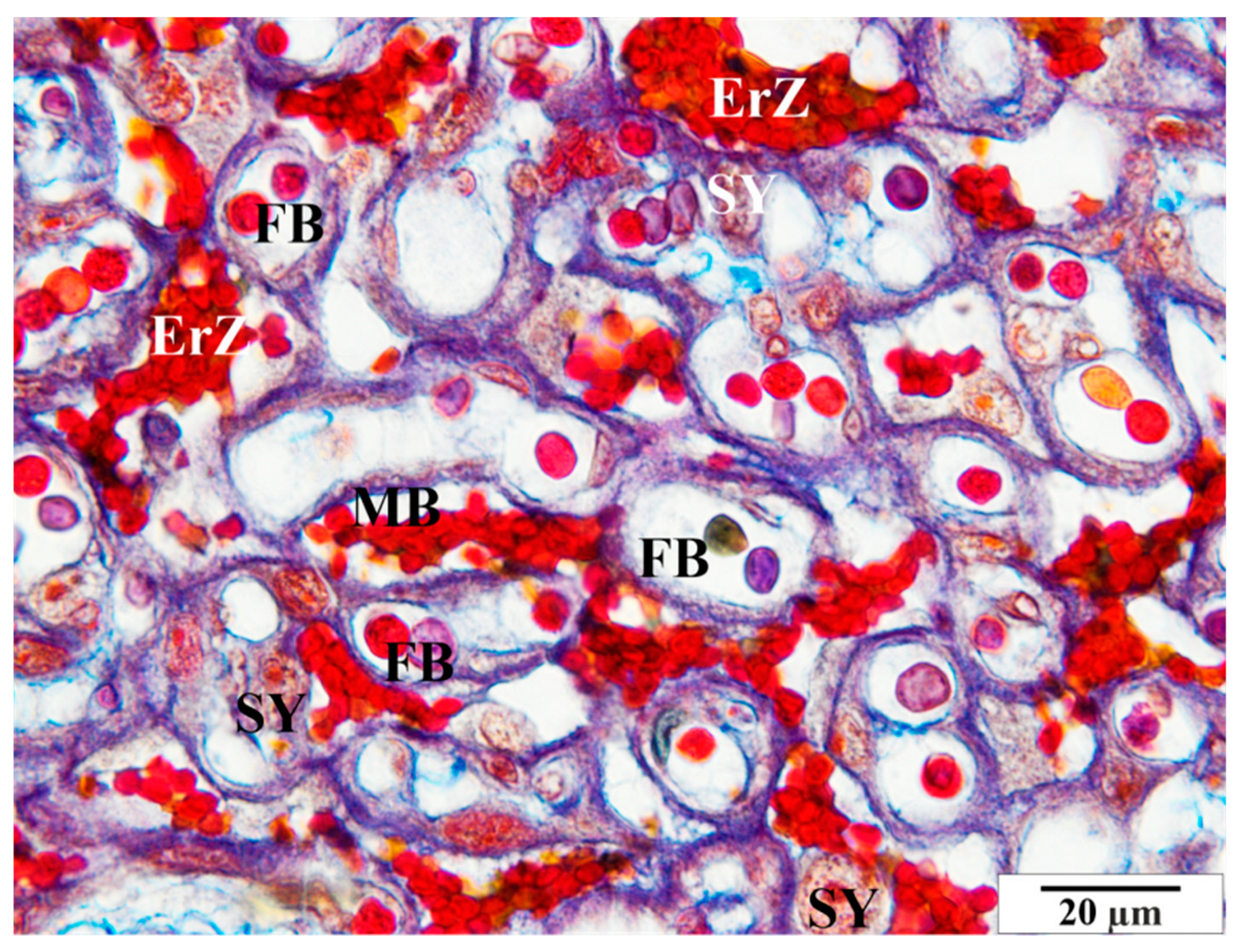Vetsci 11 00018 g009 Vetsci 11 00018 g009