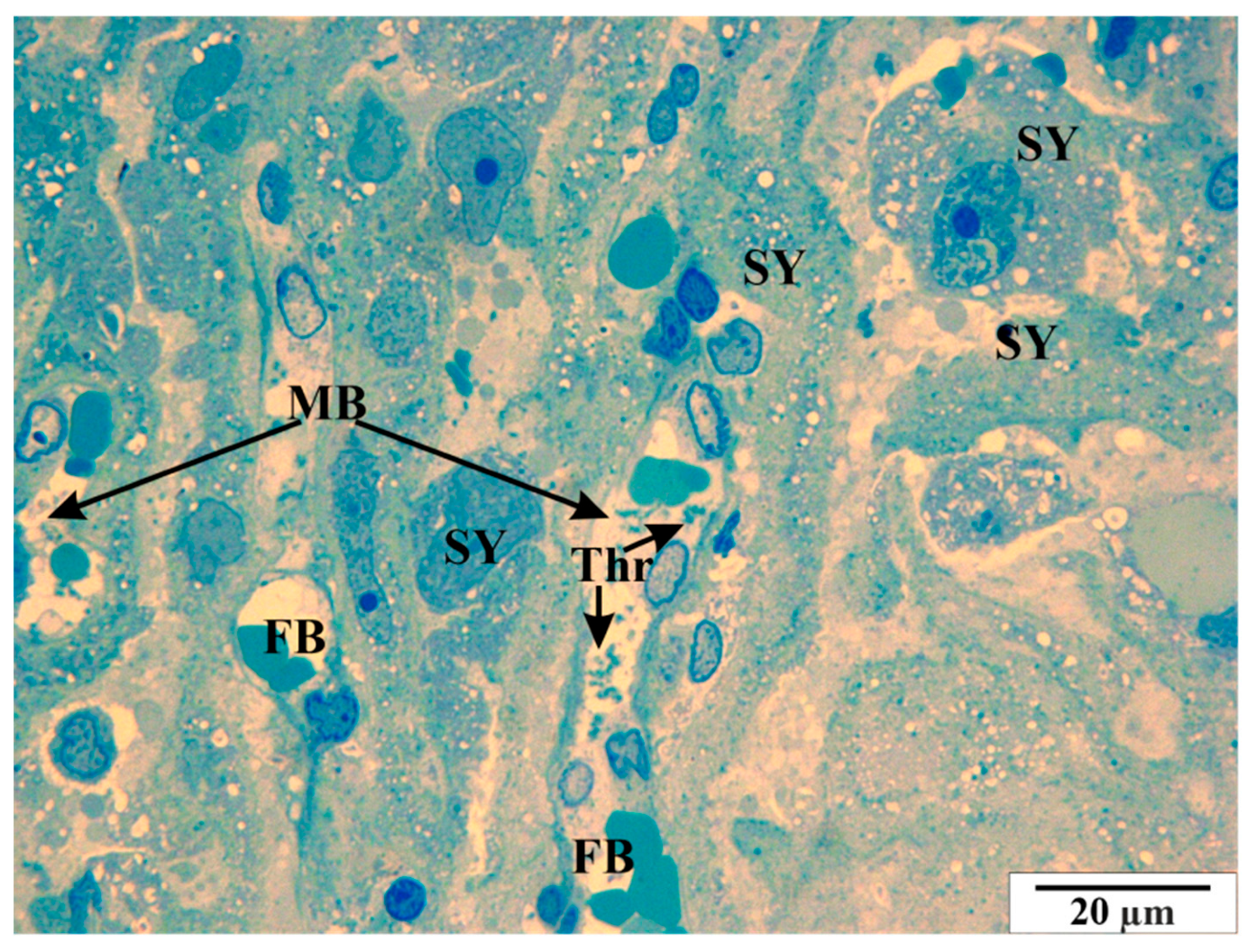 Vetsci 11 00018 g014 Vetsci 11 00018 g014