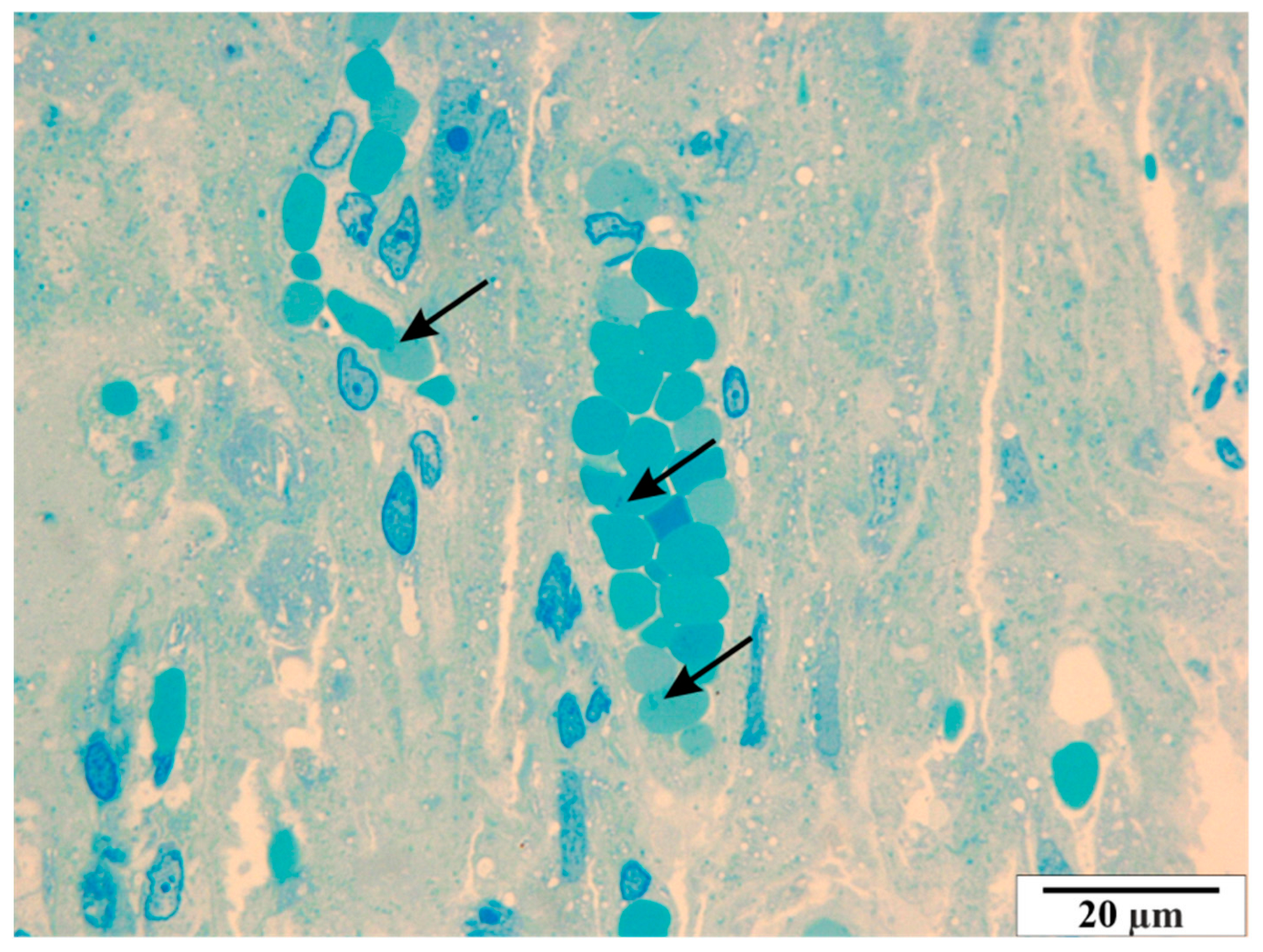 Vetsci 11 00018 g016 Vetsci 11 00018 g016