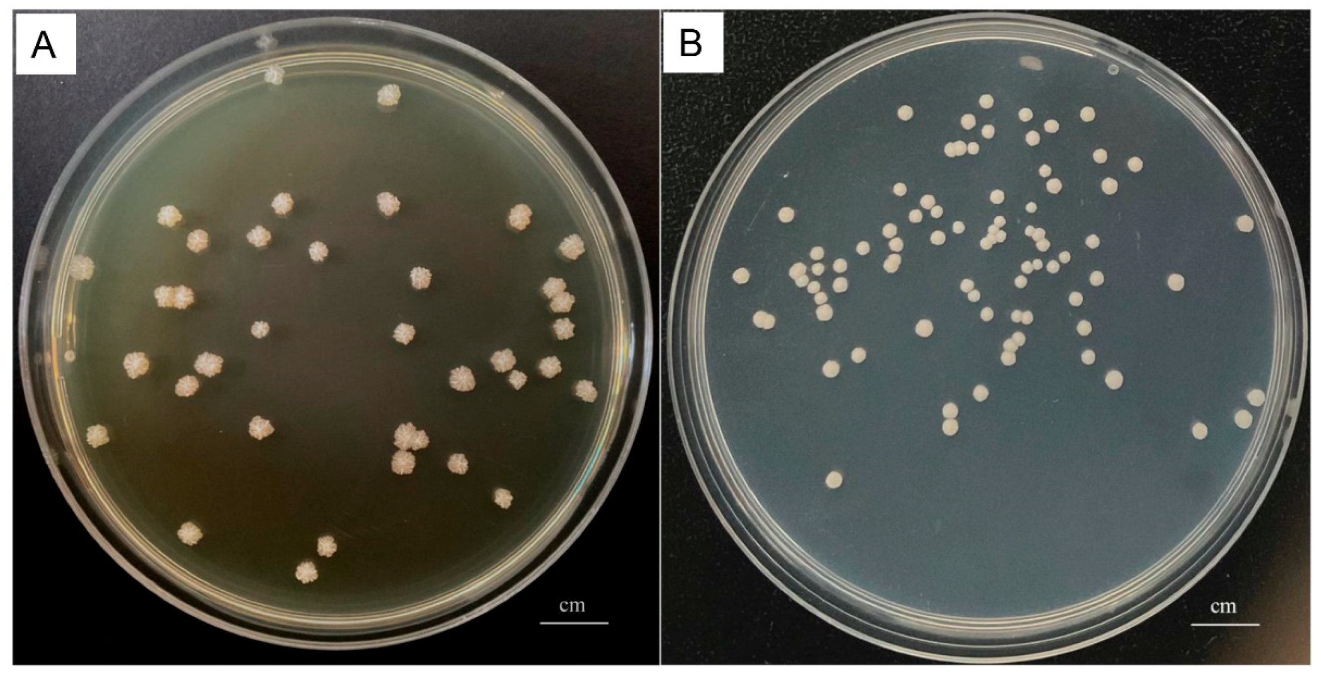 Vetsci 11 00037 g001
