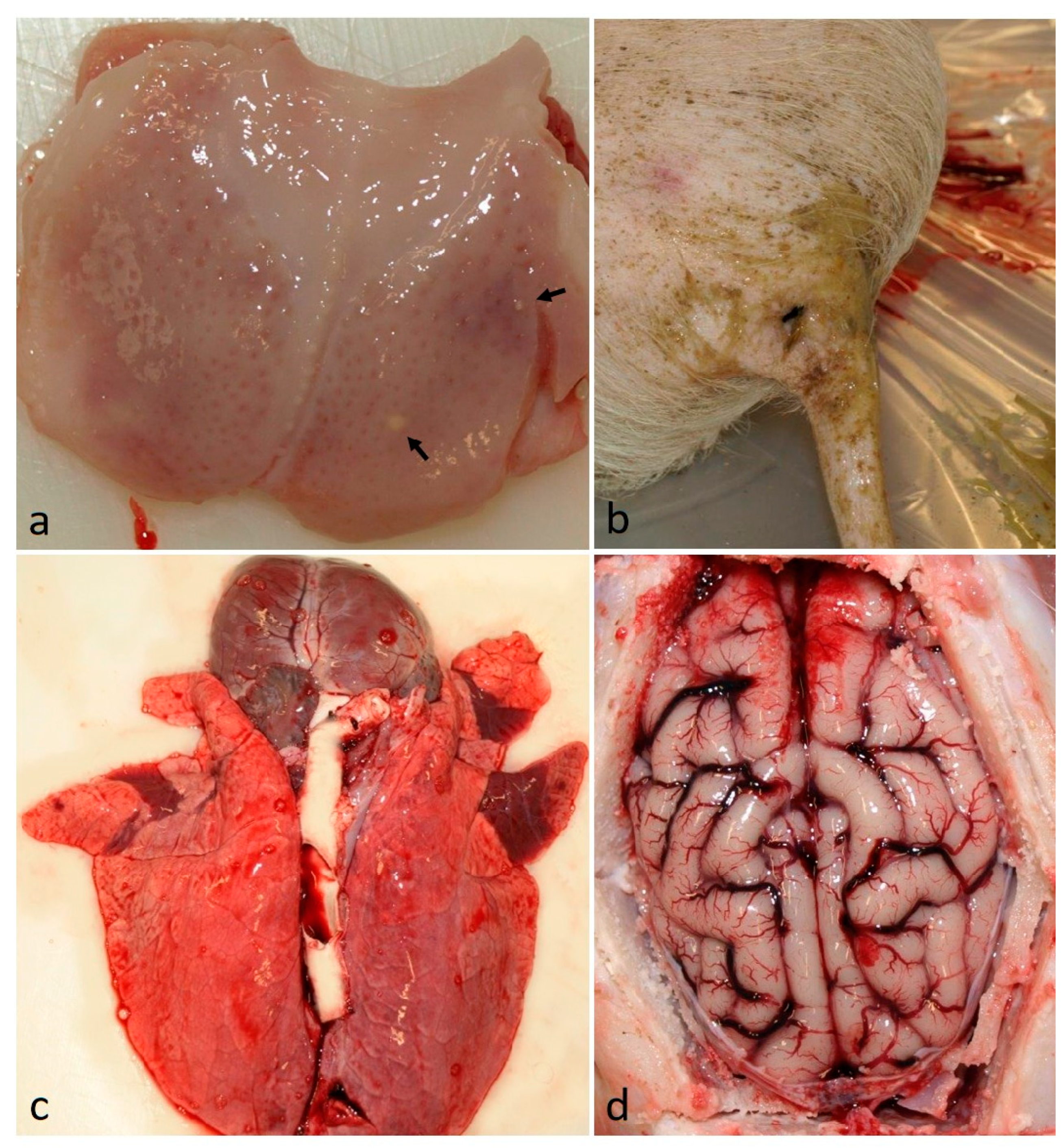 Vetsci 11 00056 g002