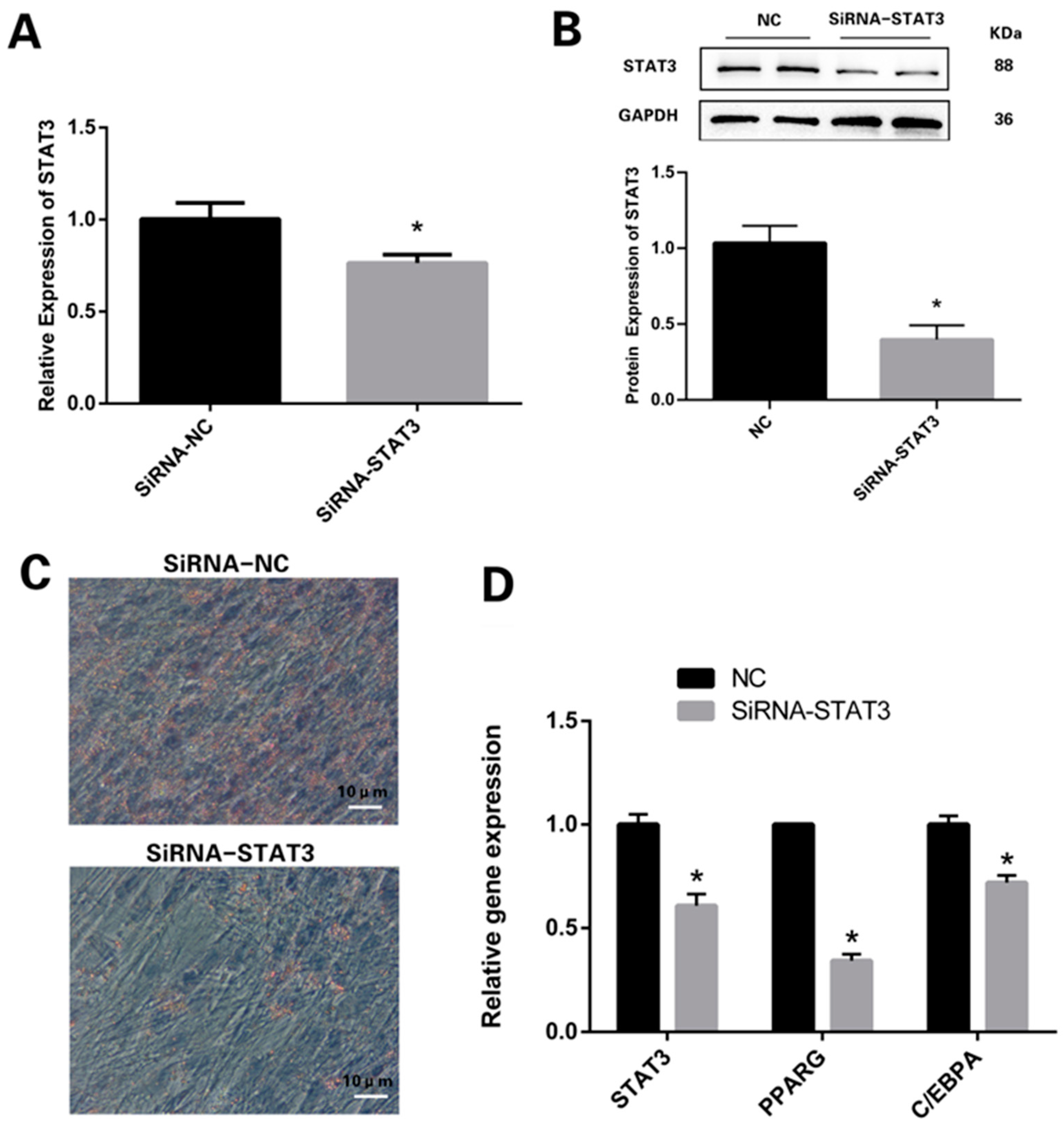 Vetsci 11 00070 g002 Vetsci 11 00070 g002