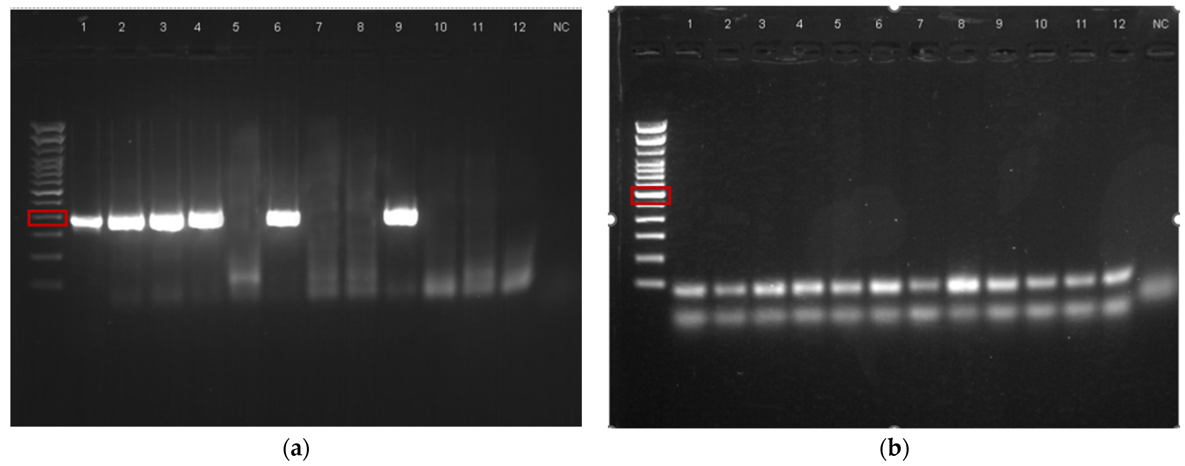 Vetsci 11 00071 g001 Vetsci 11 00071 g001