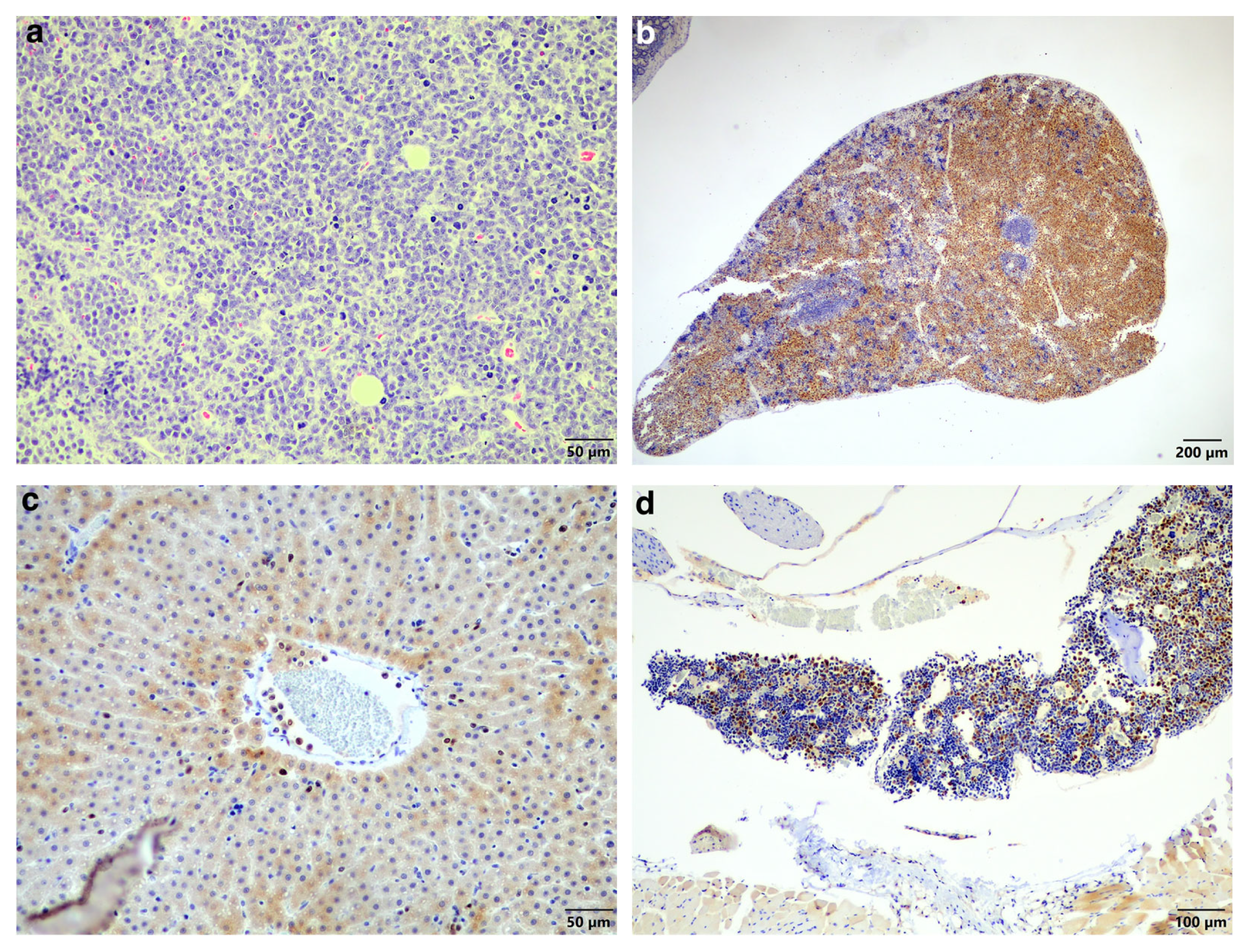 Vetsci 11 00072 g003a Vetsci 11 00072 g003a