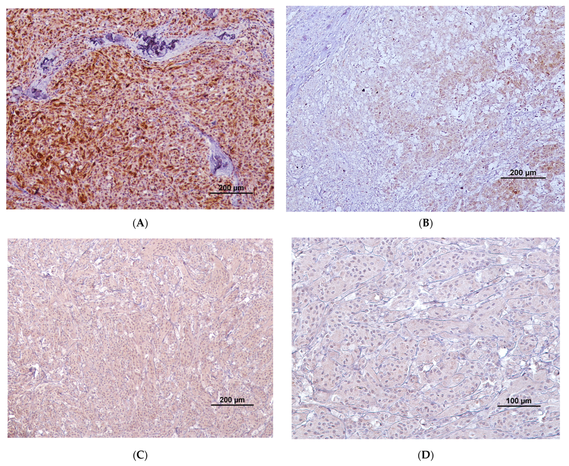 Vetsci 11 00077 g001