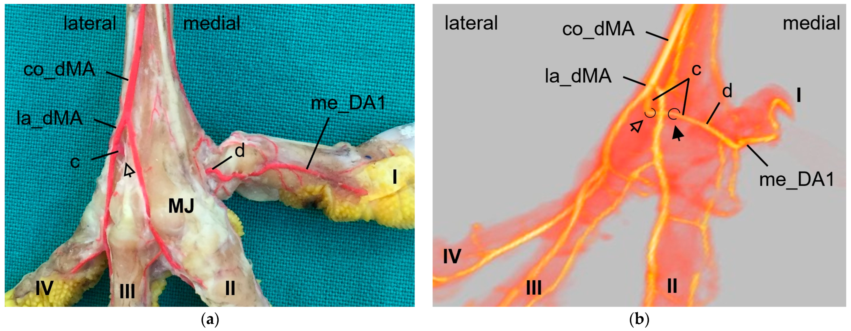 Vetsci 11 00088 g004 Vetsci 11 00088 g004