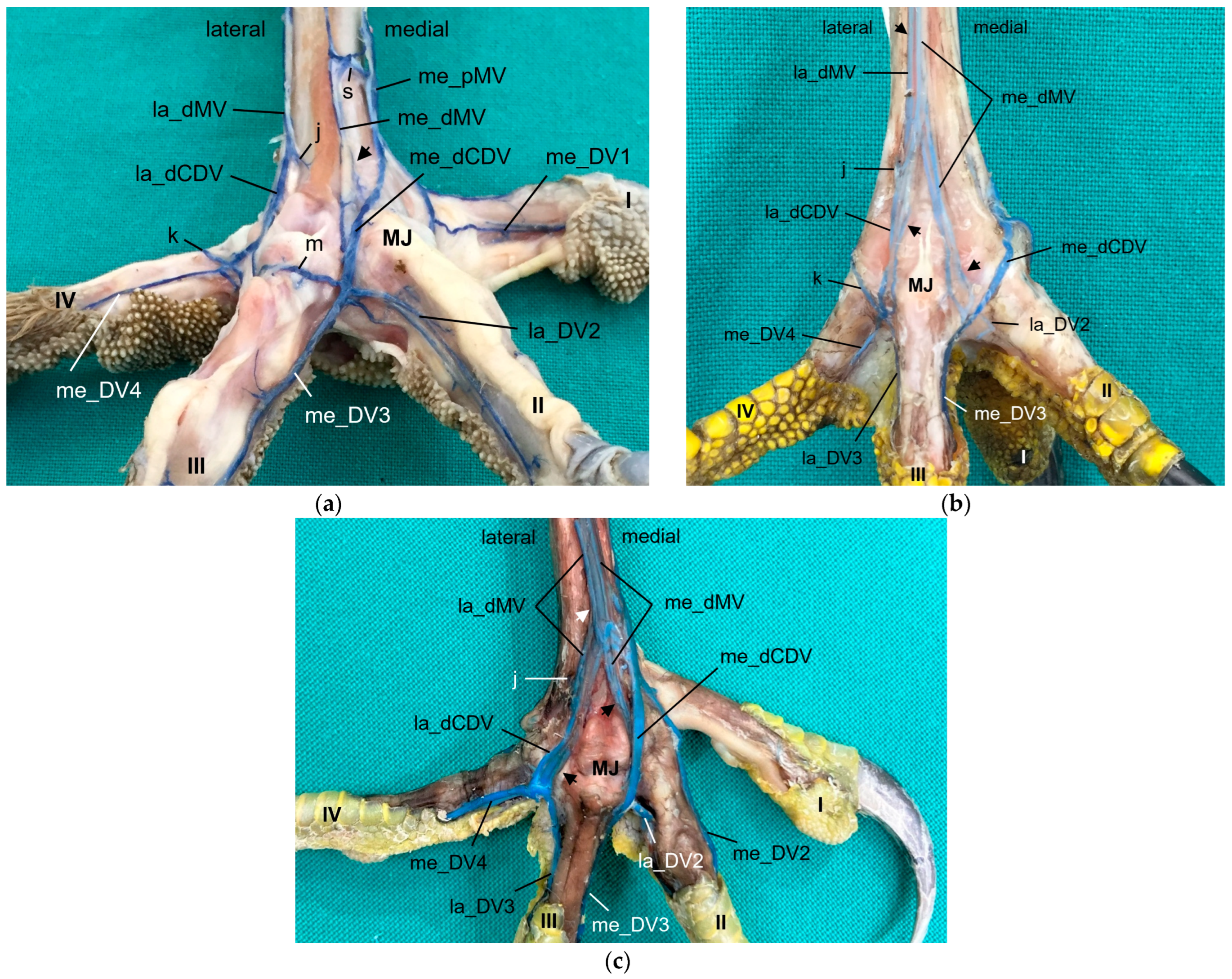 Vetsci 11 00088 g010 Vetsci 11 00088 g010