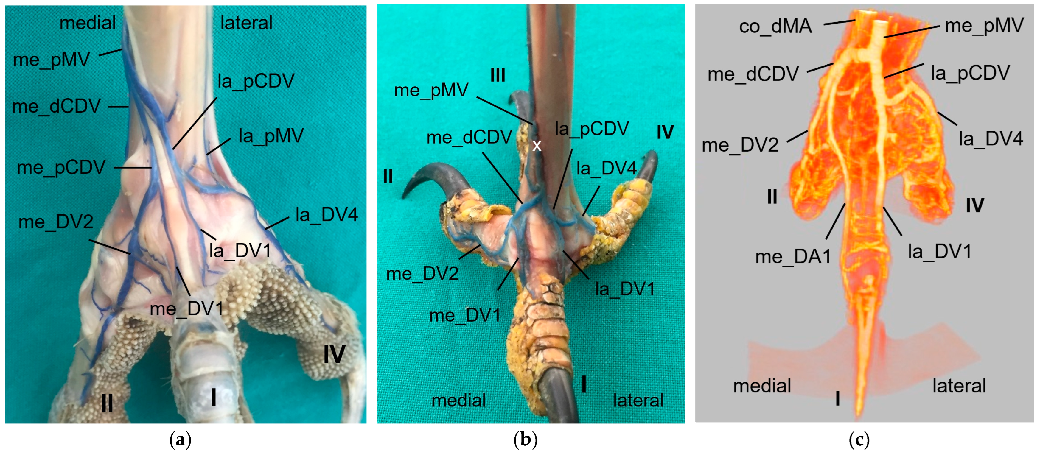 Vetsci 11 00088 g011 Vetsci 11 00088 g011