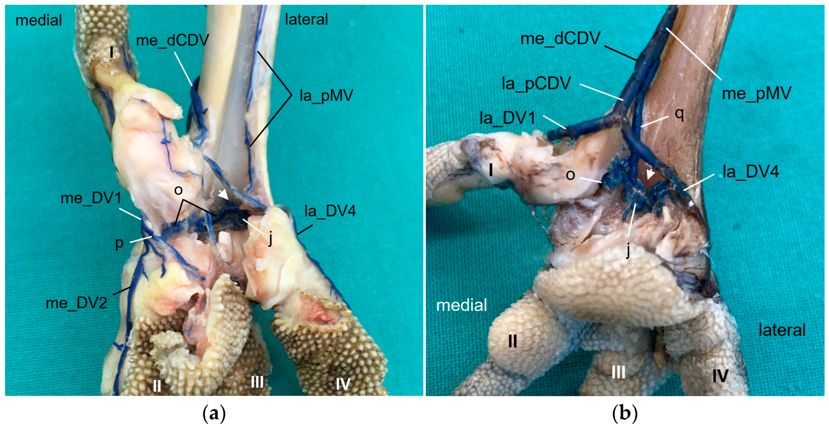 Vetsci 11 00088 g015 Vetsci 11 00088 g015