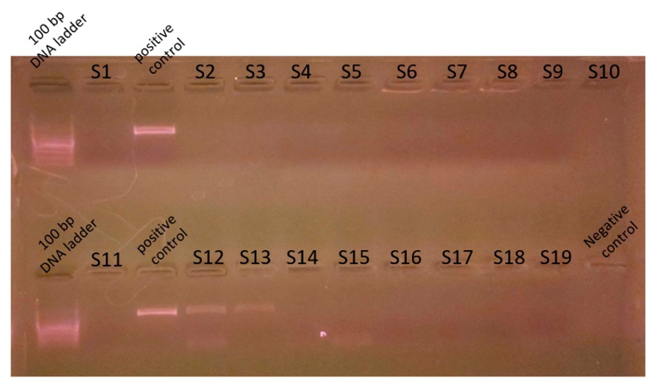 Vetsci 11 00096 g002