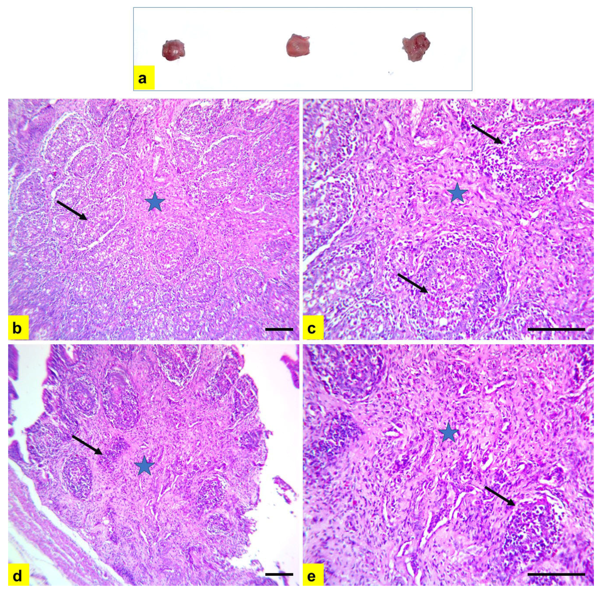 Vetsci 11 00098 g006