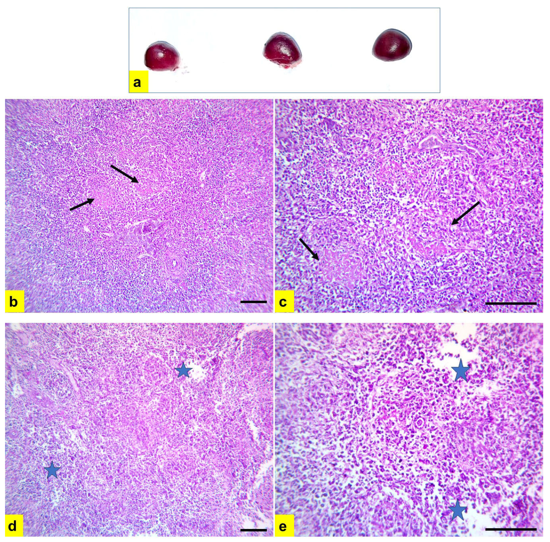 Vetsci 11 00098 g007